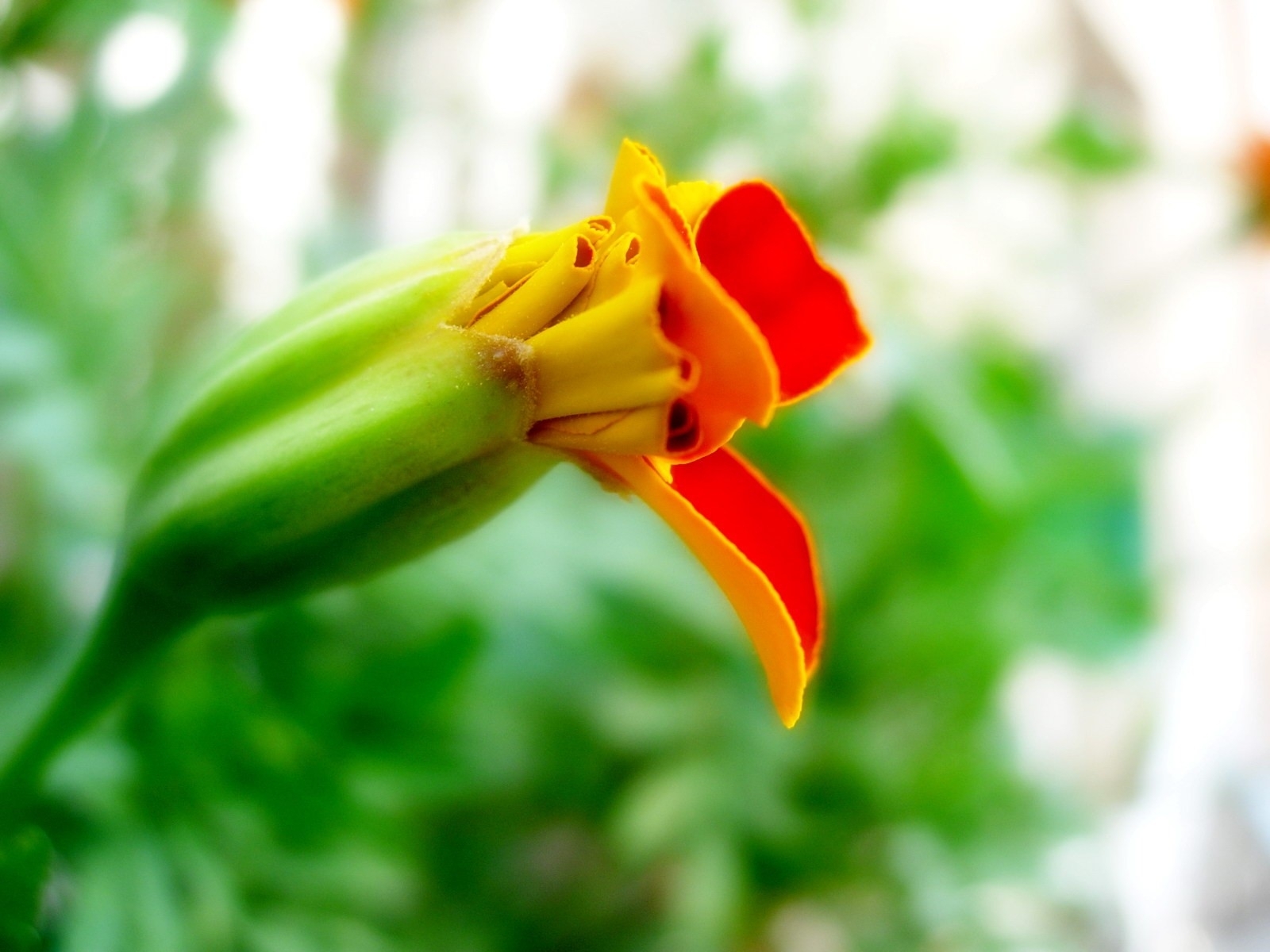 Descarga gratuita de fondo de pantalla para móvil de Flores, Flor, Tierra/naturaleza.