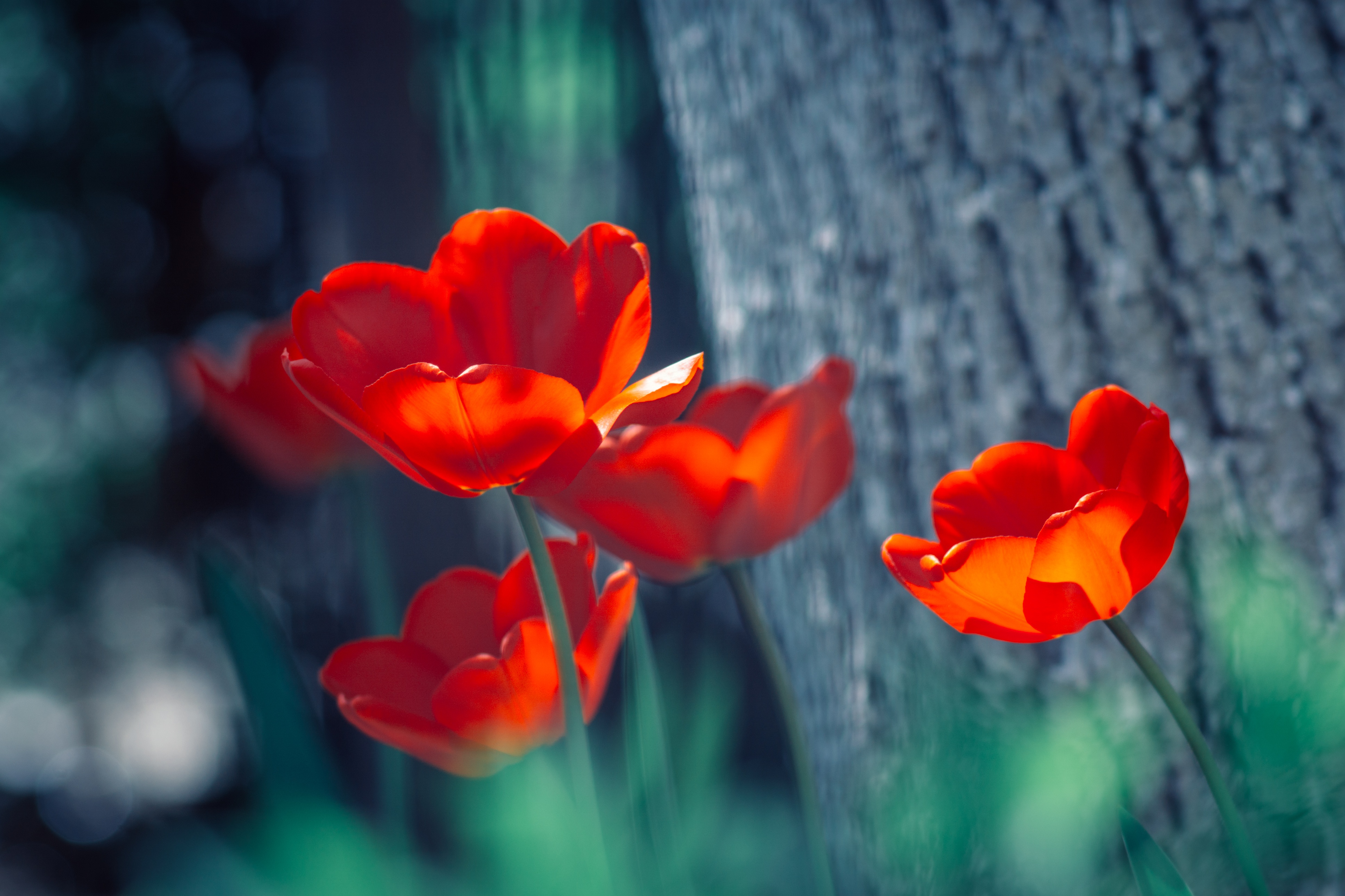 Download mobile wallpaper Nature, Flowers, Flower, Earth, Tulip, Red Flower for free.