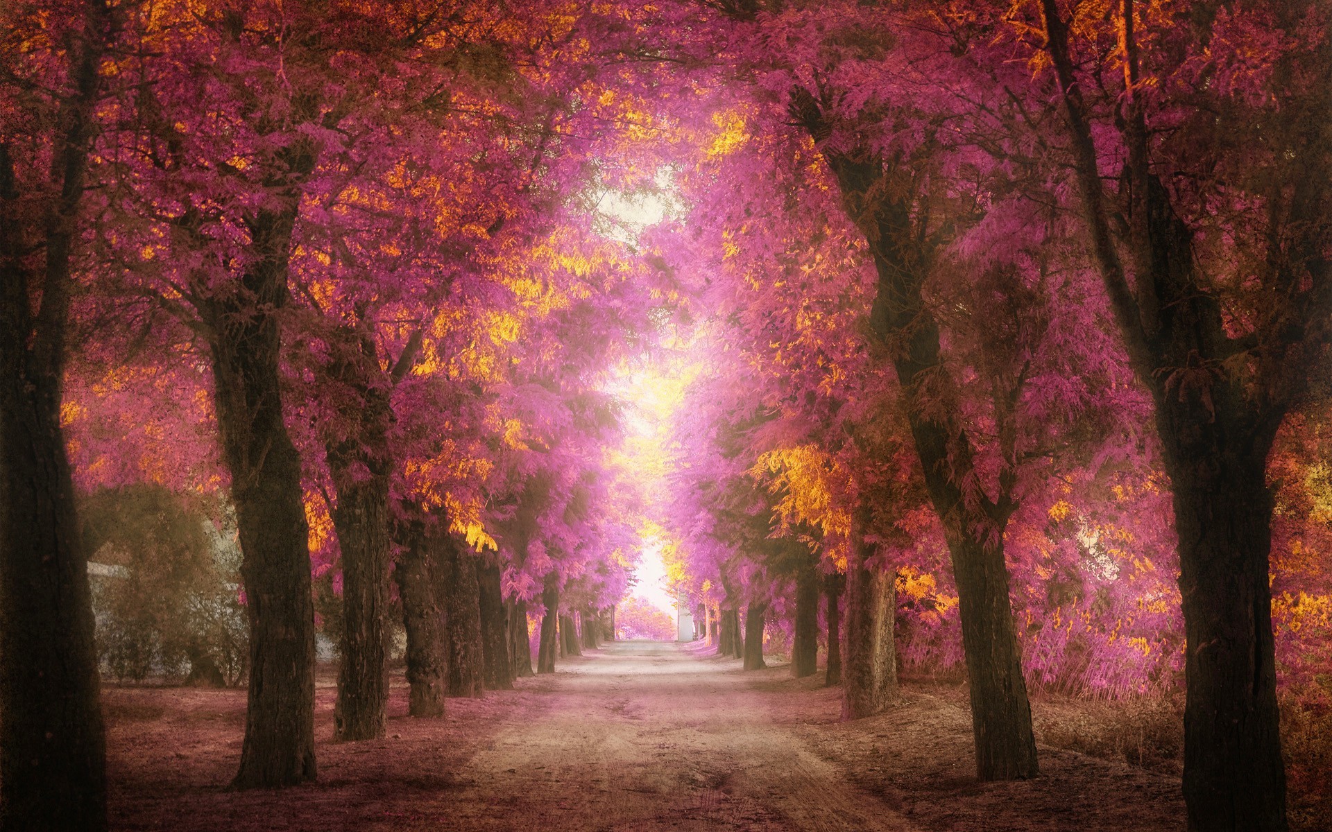 Download mobile wallpaper Pink, Road, Forest, Tree, Earth, Colors for free.