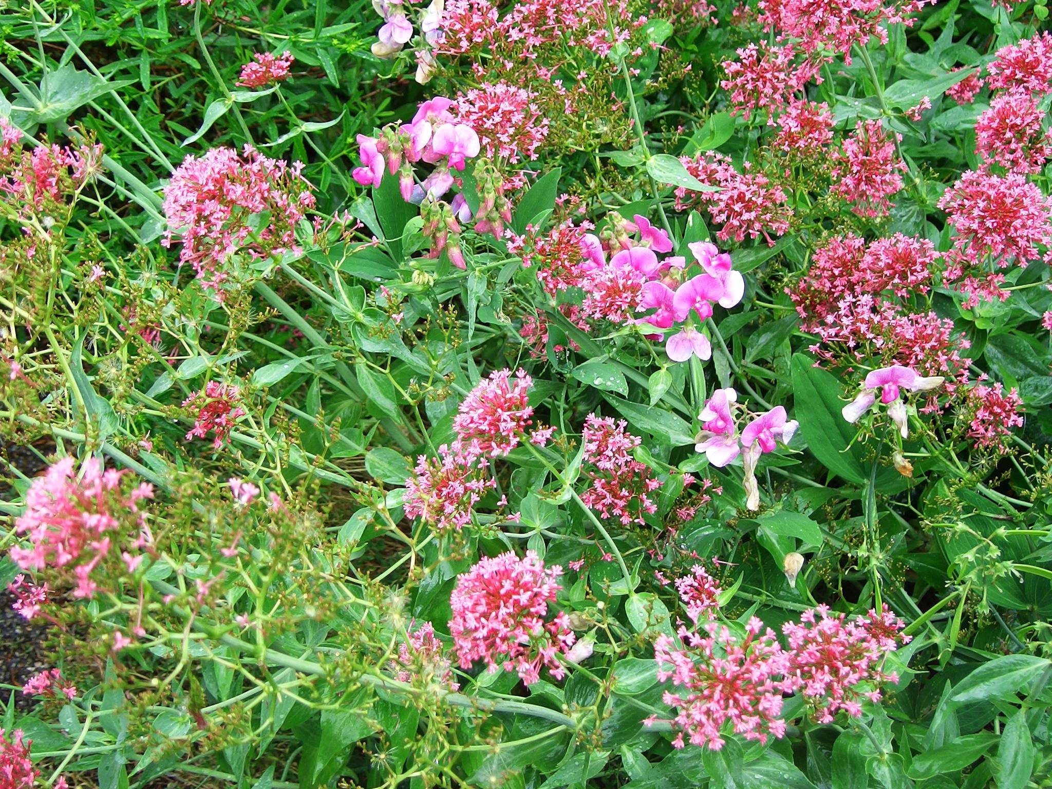 Descarga gratuita de fondo de pantalla para móvil de Flor, Tierra/naturaleza.