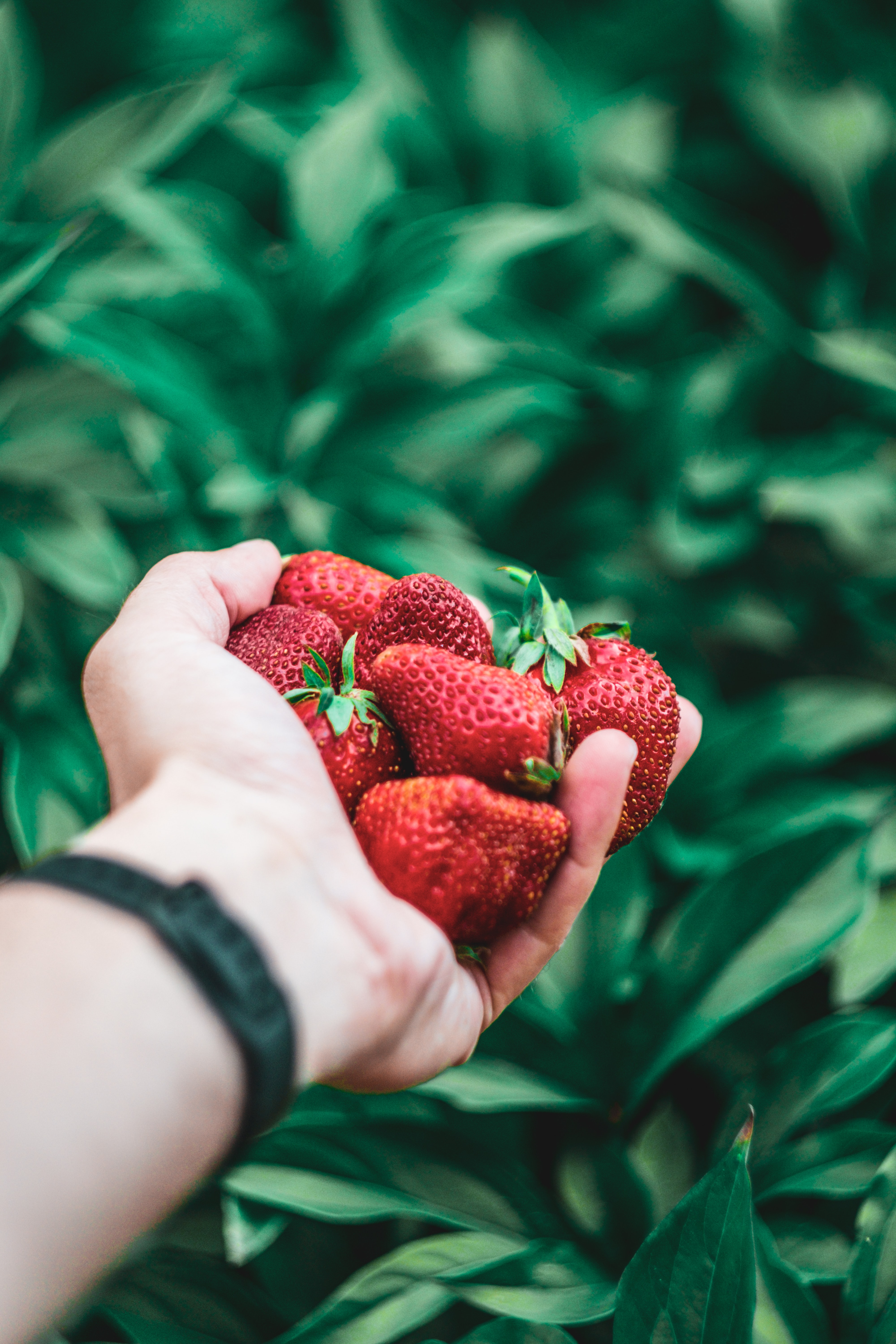 Laden Sie das Lebensmittel, Berries, Hand, Erdbeere-Bild kostenlos auf Ihren PC-Desktop herunter