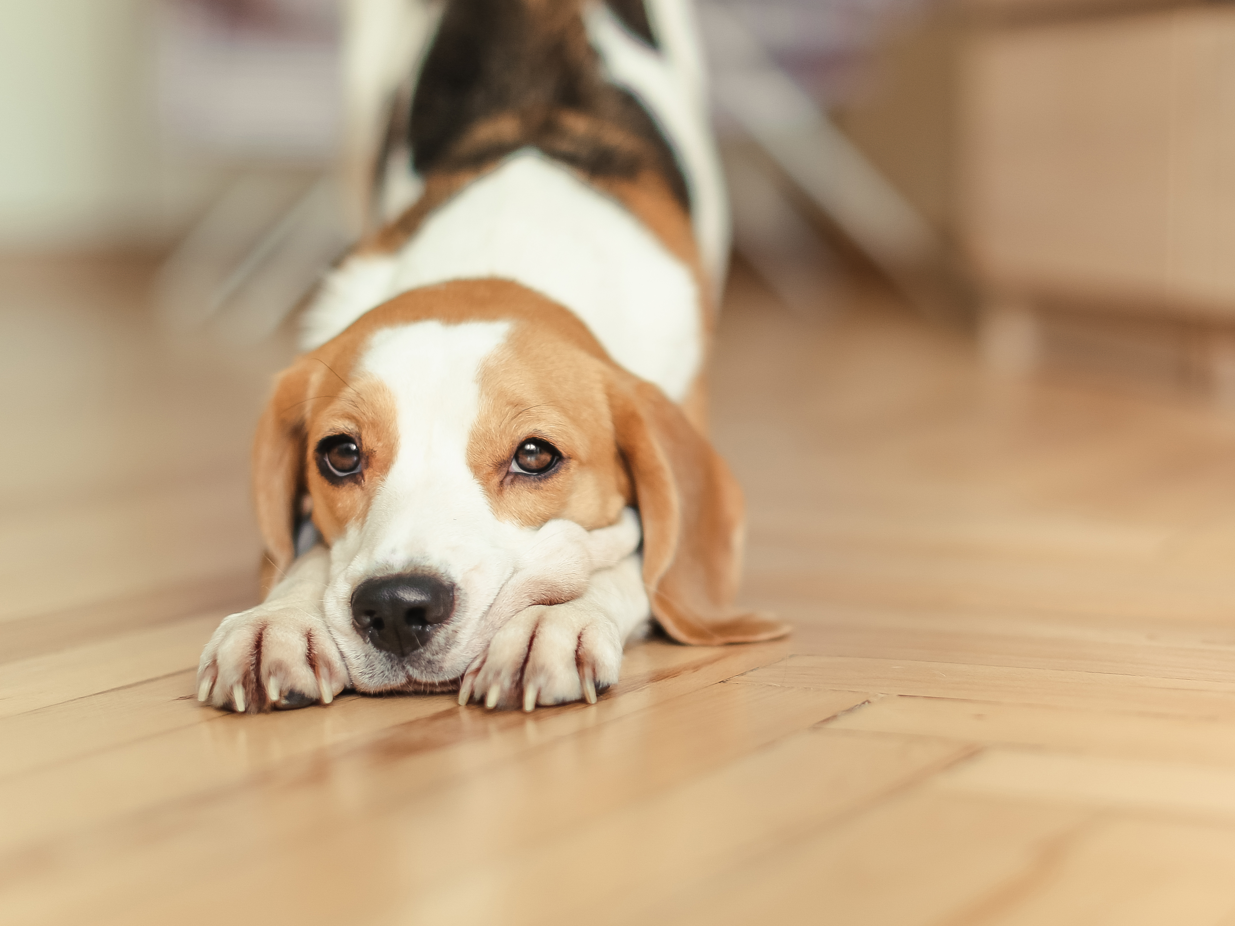 Download mobile wallpaper Dogs, Dog, Muzzle, Blur, Animal, Beagle for free.