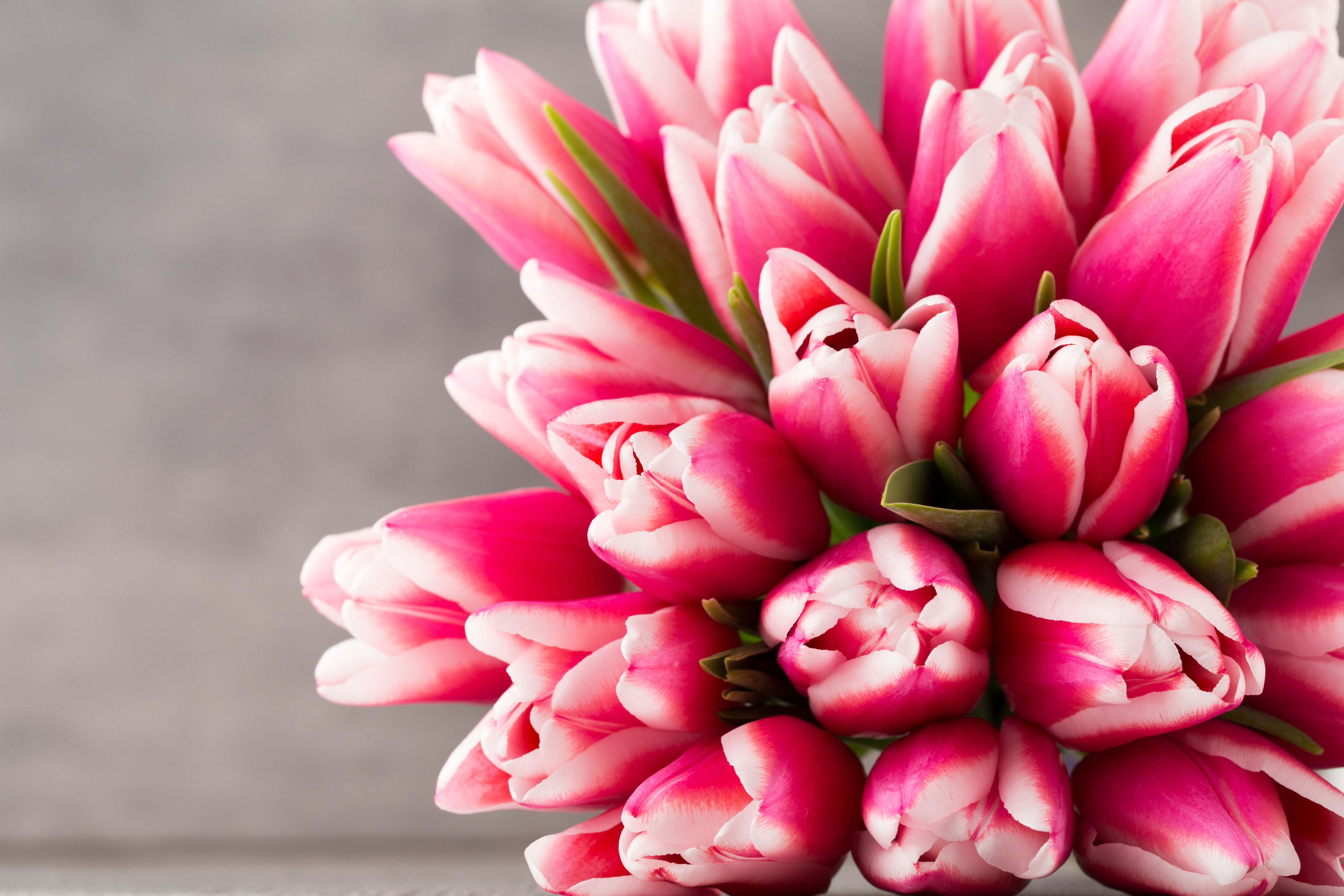 Free download wallpaper Flowers, Flower, Earth, Tulip, Pink Flower on your PC desktop