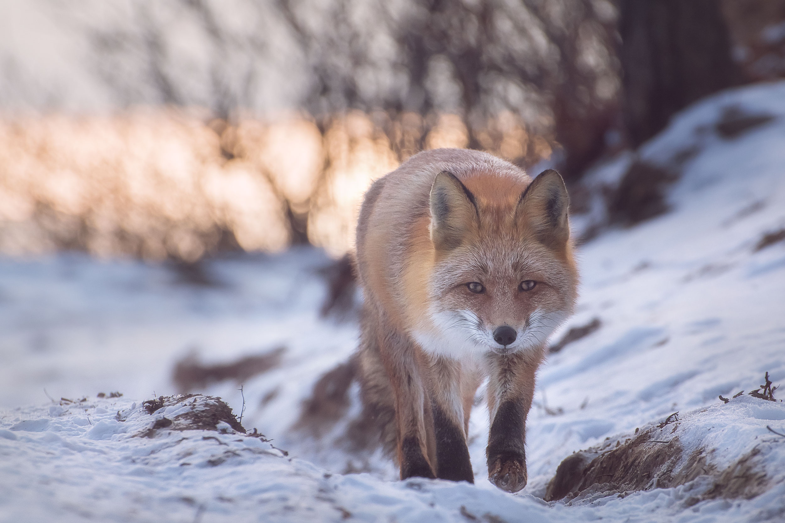 Download mobile wallpaper Winter, Snow, Fox, Animal for free.