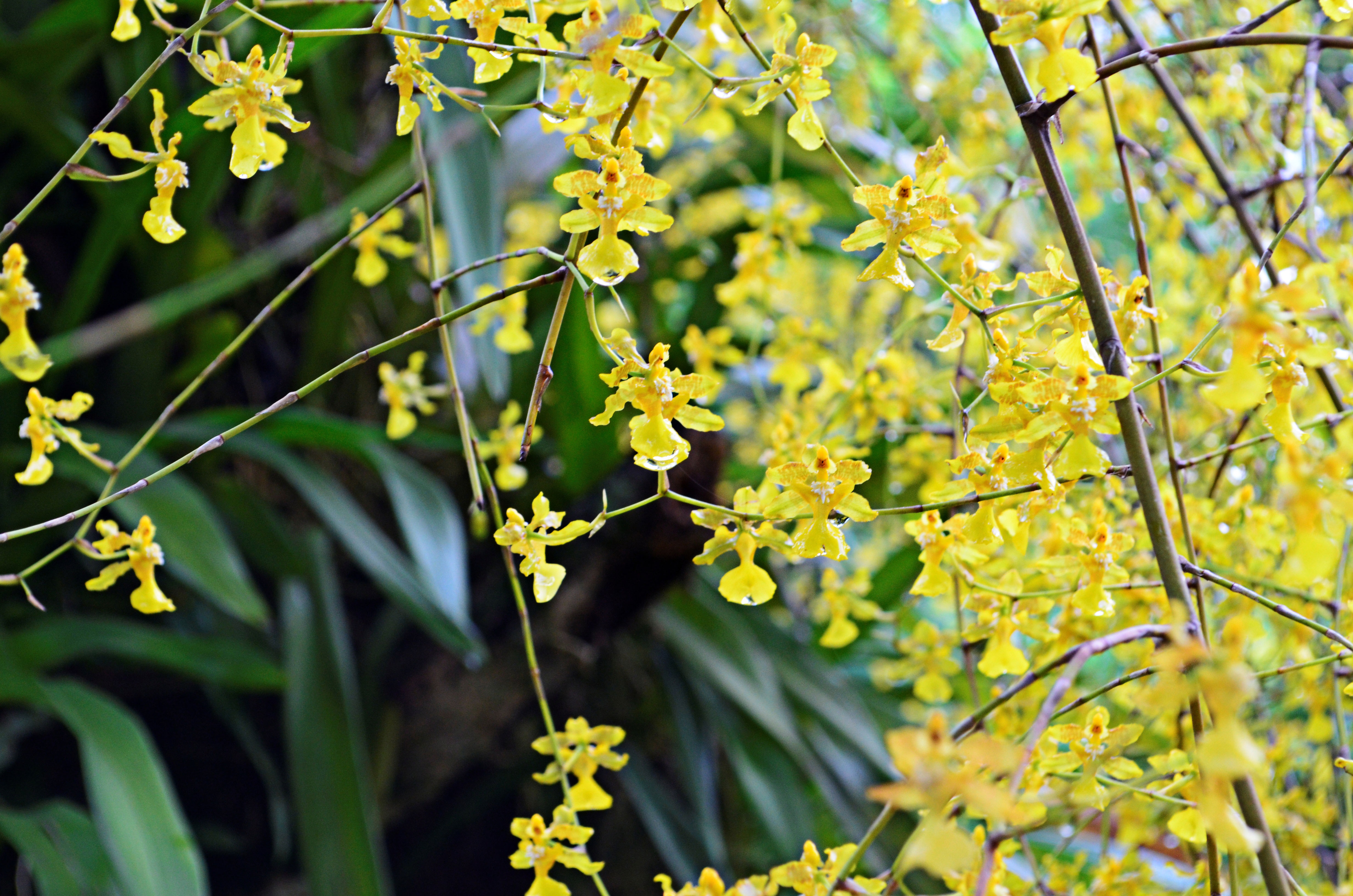 Descarga gratuita de fondo de pantalla para móvil de Flor, Tierra/naturaleza.