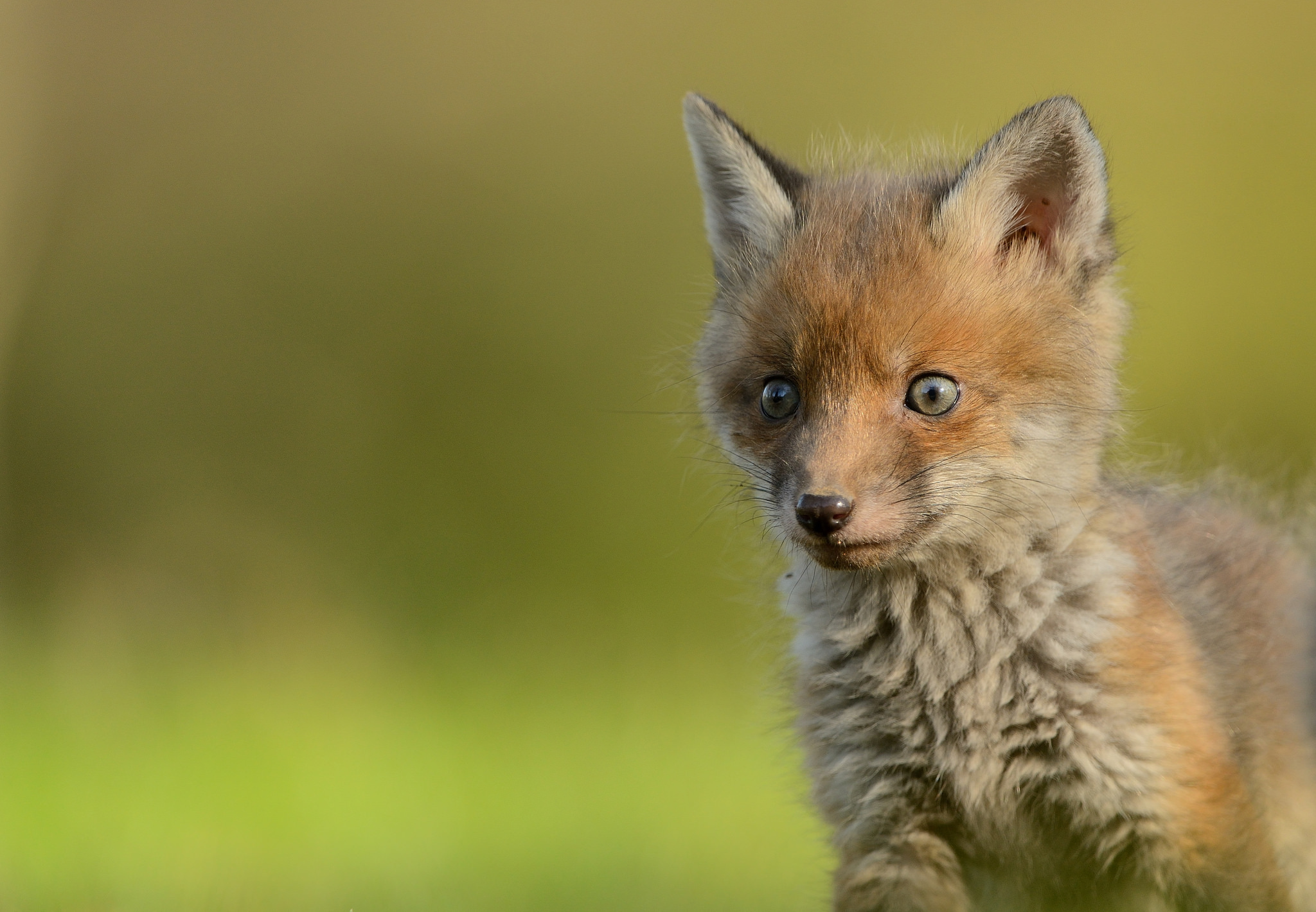 Download mobile wallpaper Fox, Muzzle, Animal, Baby Animal, Cub for free.