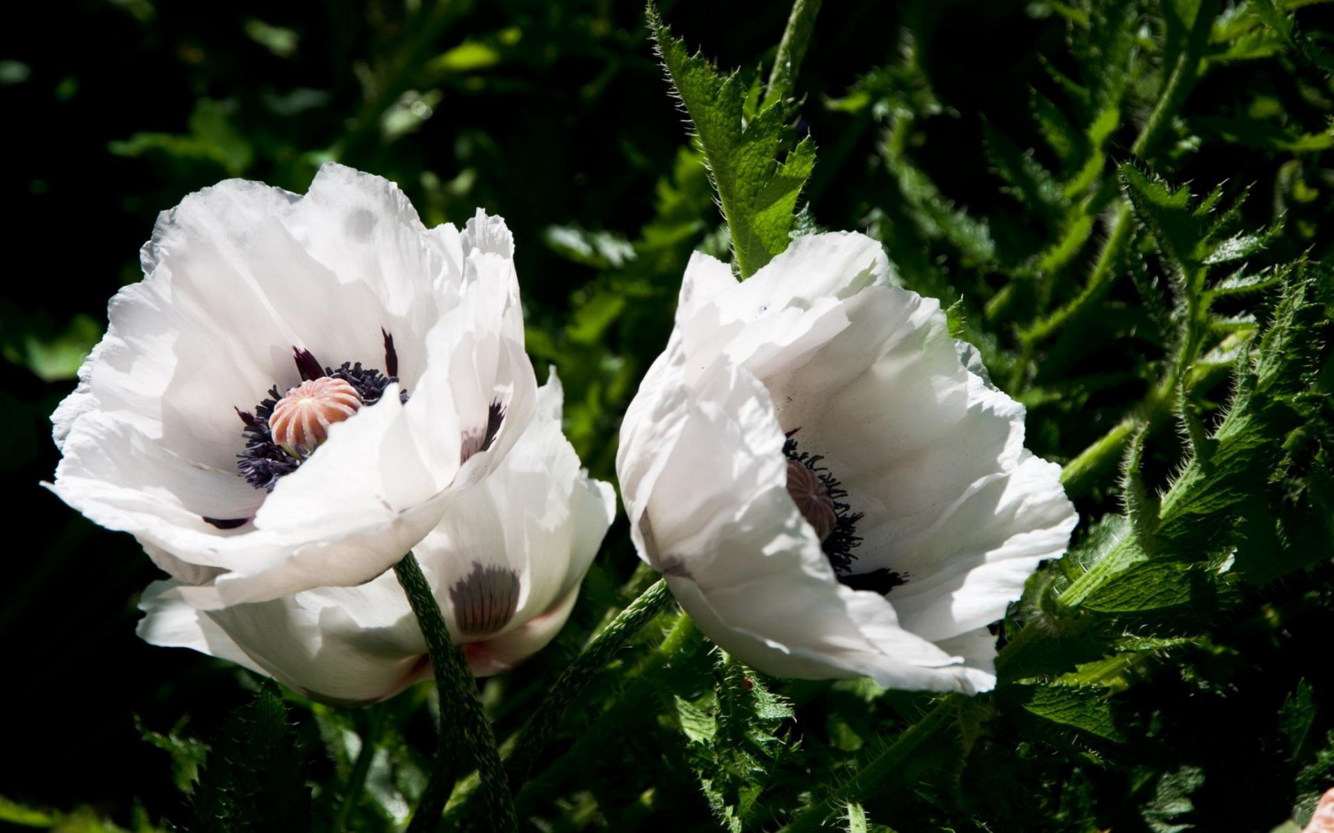 Handy-Wallpaper Blumen, Blume, Erde/natur kostenlos herunterladen.