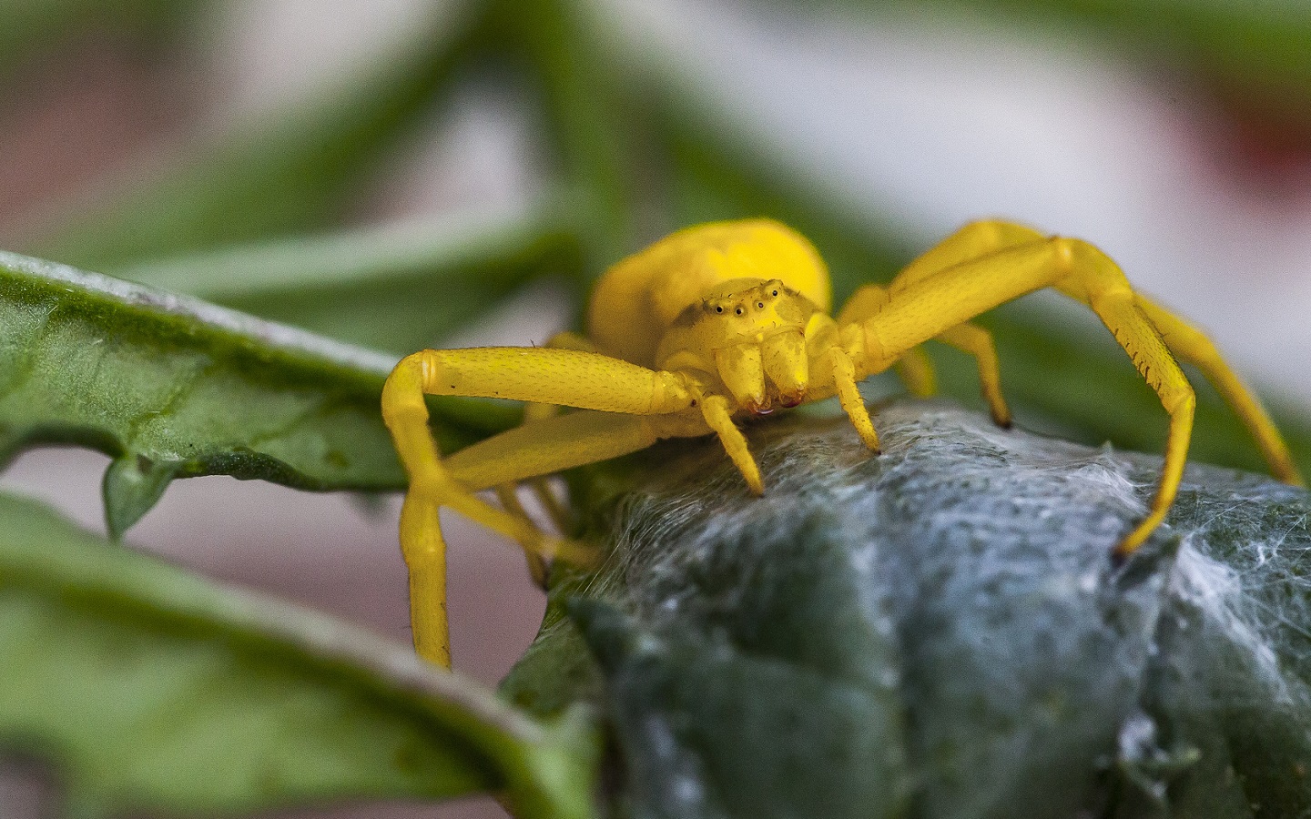 Download mobile wallpaper Spiders, Macro, Close Up, Animal, Spider, Crab Spider for free.