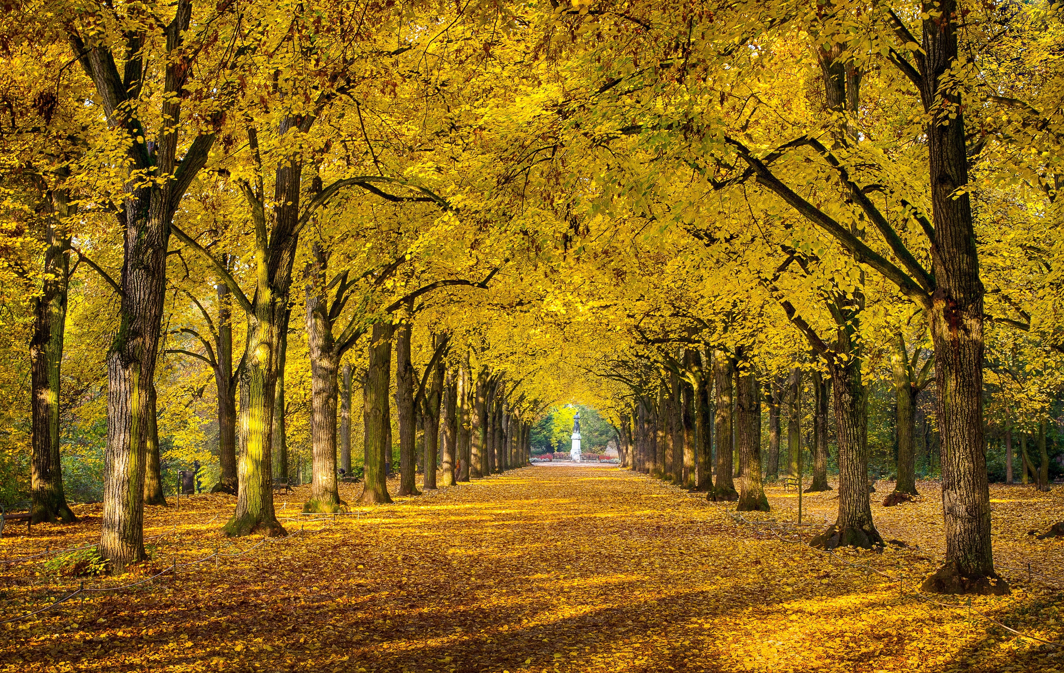 Téléchargez des papiers peints mobile Automne, Parc, Arbre, Photographie gratuitement.