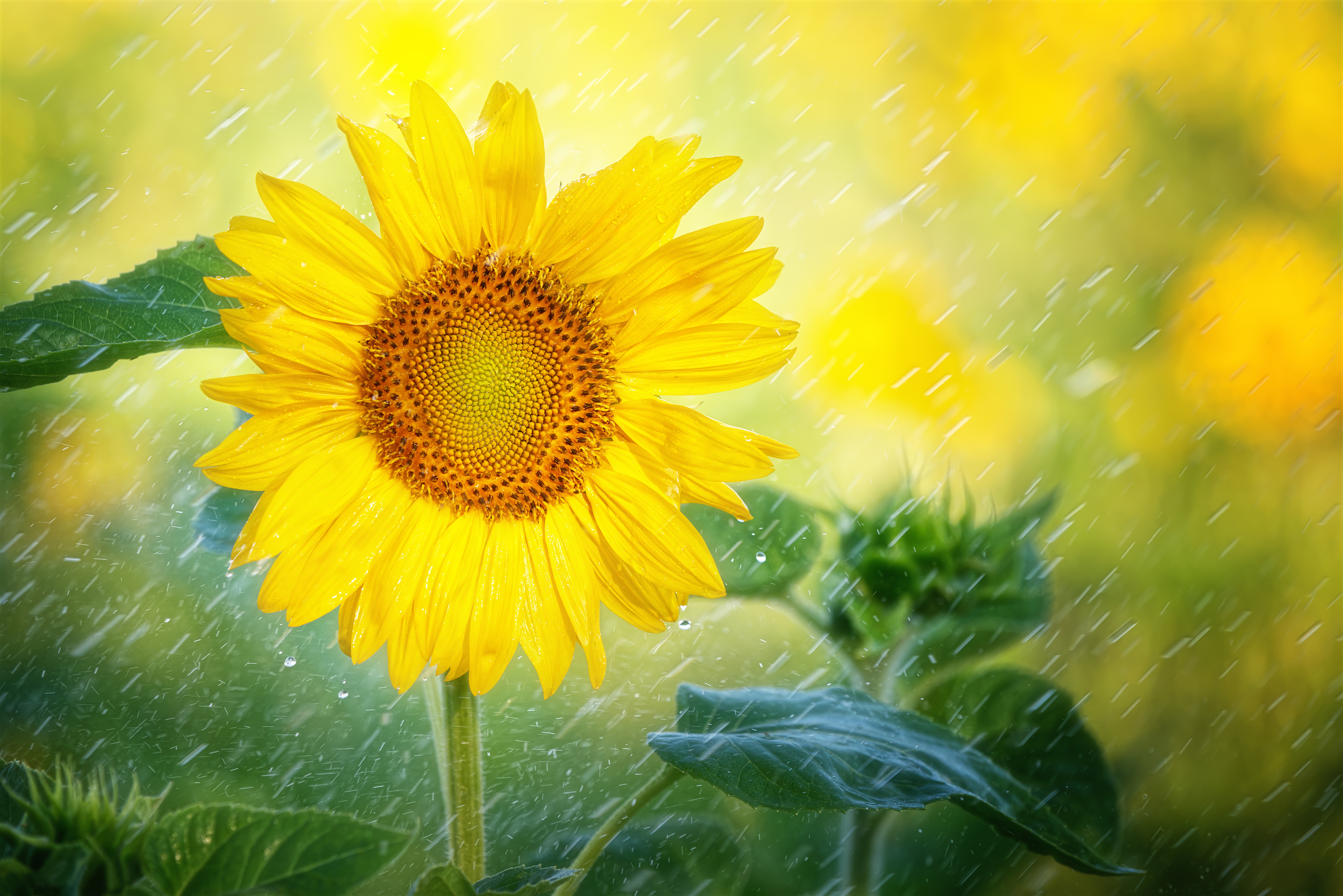 Download mobile wallpaper Flowers, Earth, Sunflower, Yellow Flower for free.