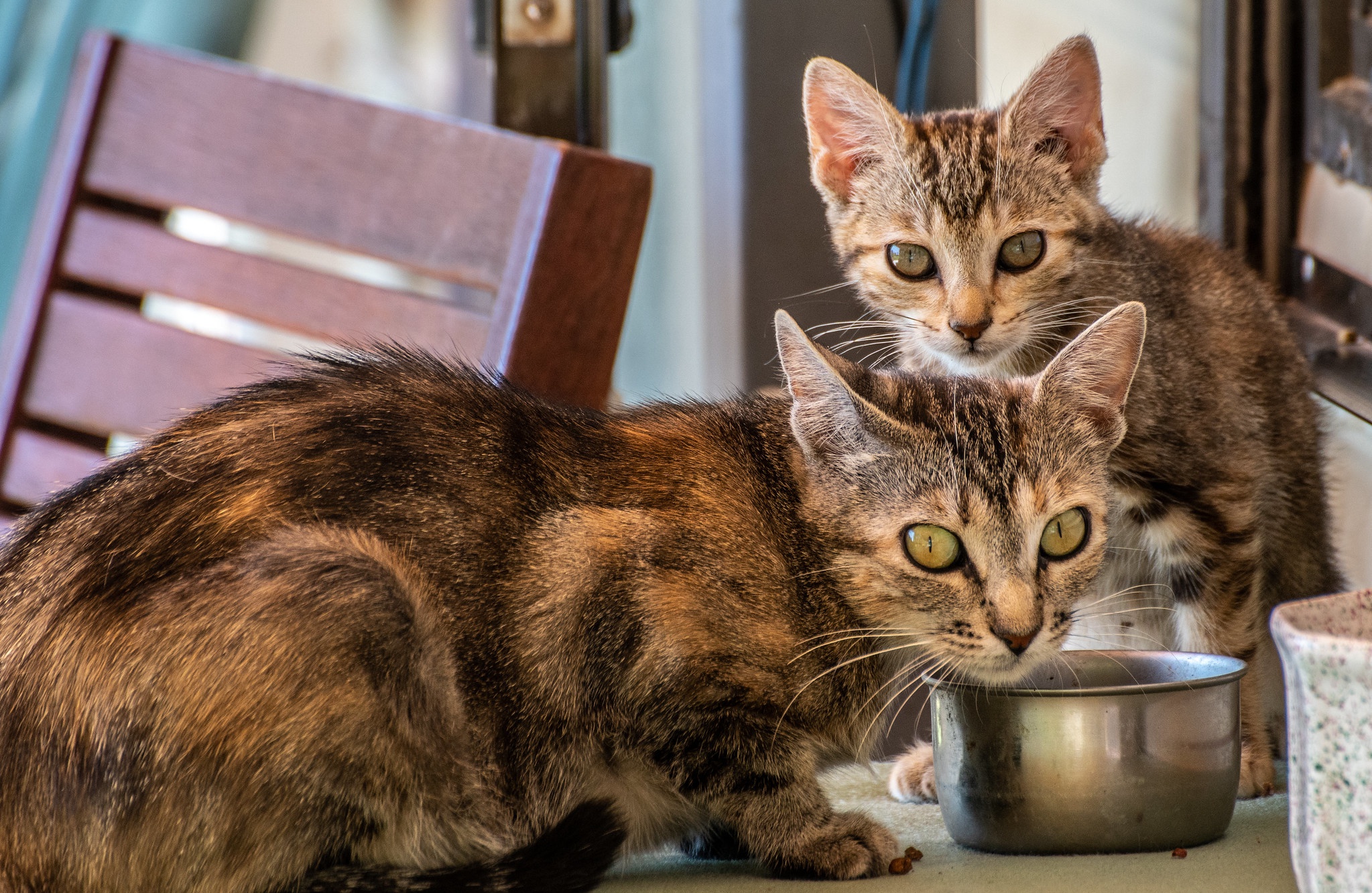 Laden Sie das Tiere, Katzen, Katze-Bild kostenlos auf Ihren PC-Desktop herunter