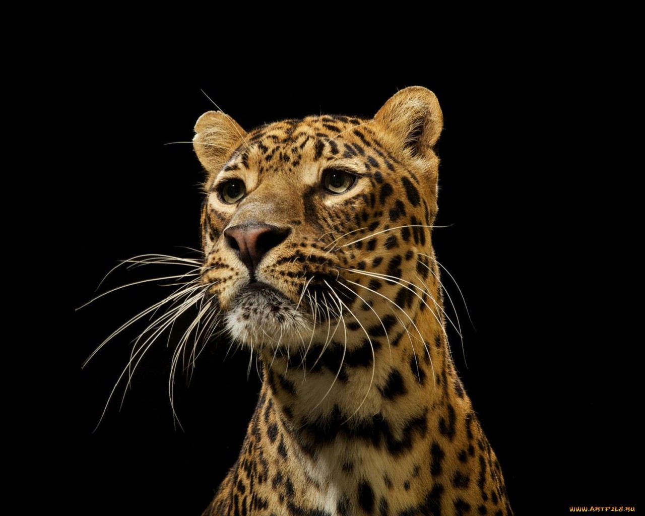 High Definition Leopards background