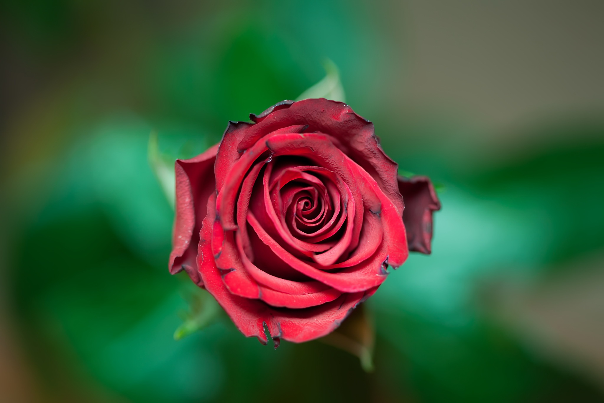 Téléchargez gratuitement l'image Fleurs, Rose, Fleur, Se Brouiller, Terre/nature, Fleur Rose sur le bureau de votre PC