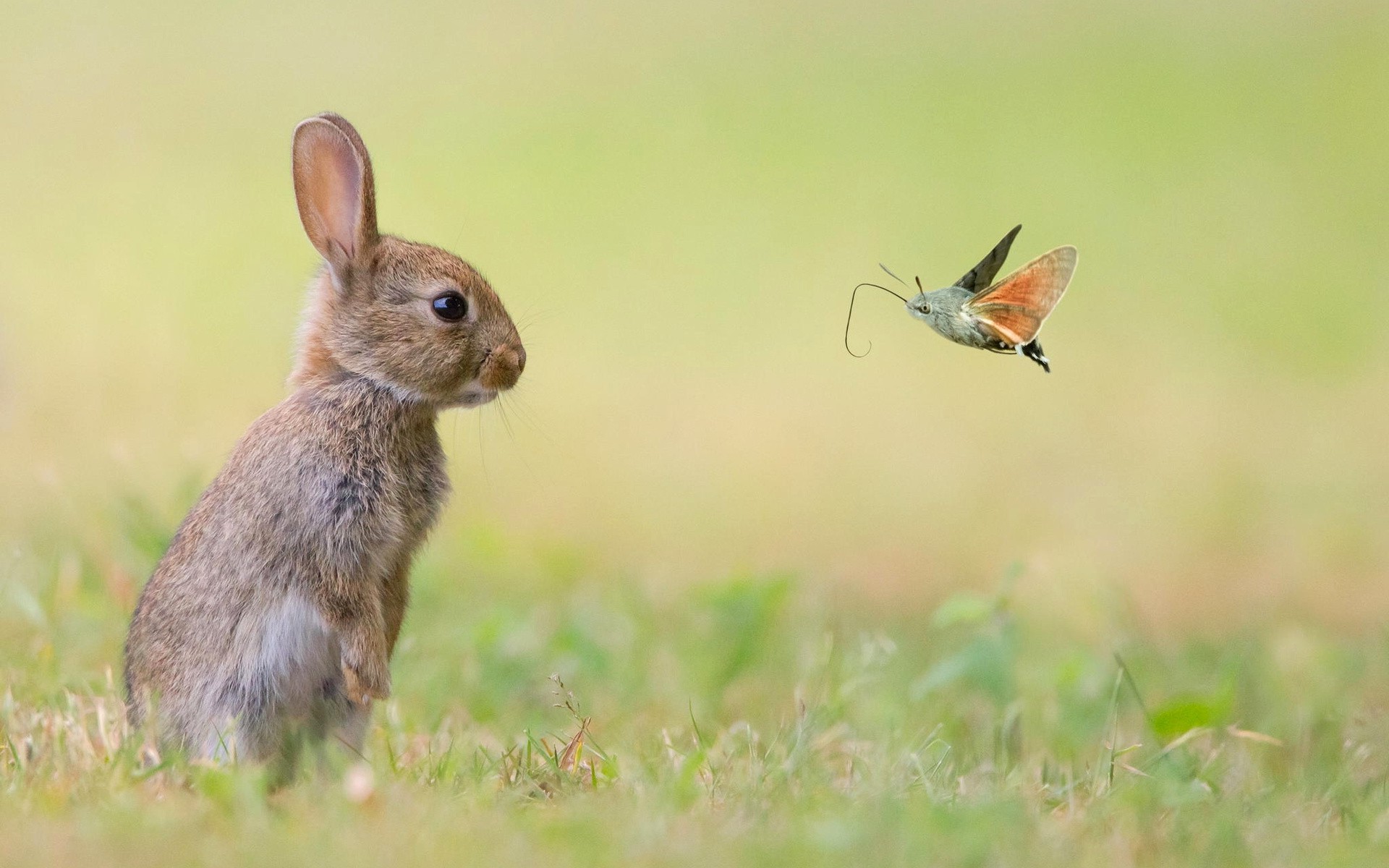 Скачать обои бесплатно Животные, Кролик картинка на рабочий стол ПК