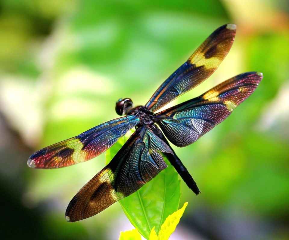 Download mobile wallpaper Insects, Animal, Dragonfly for free.