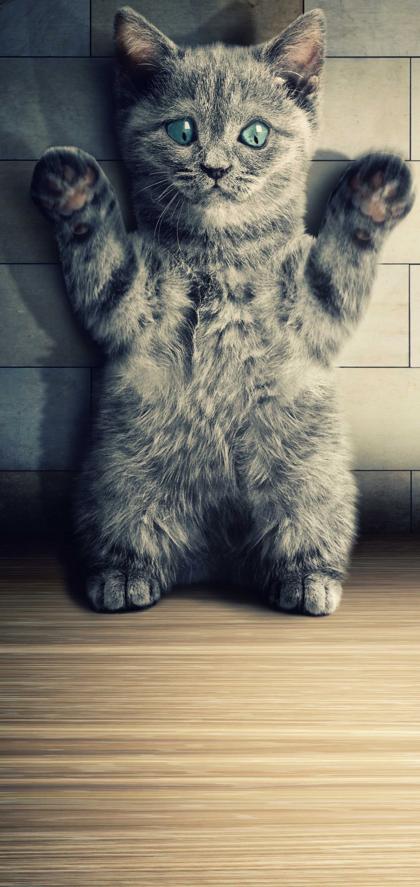 Handy-Wallpaper Humor, Katzen, Katze kostenlos herunterladen.