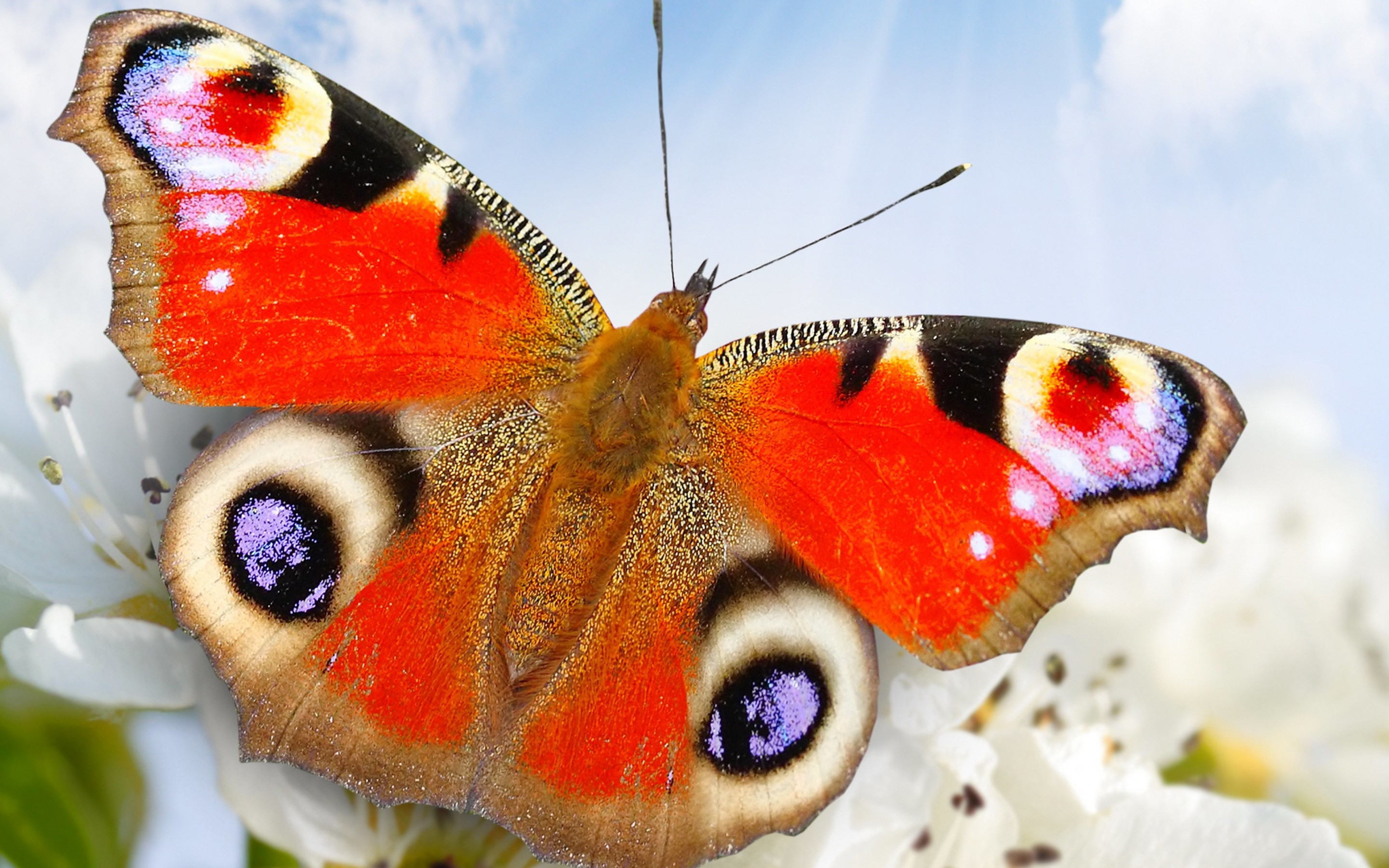 595945 Bildschirmschoner und Hintergrundbilder Schmetterlinge auf Ihrem Telefon. Laden Sie  Bilder kostenlos herunter