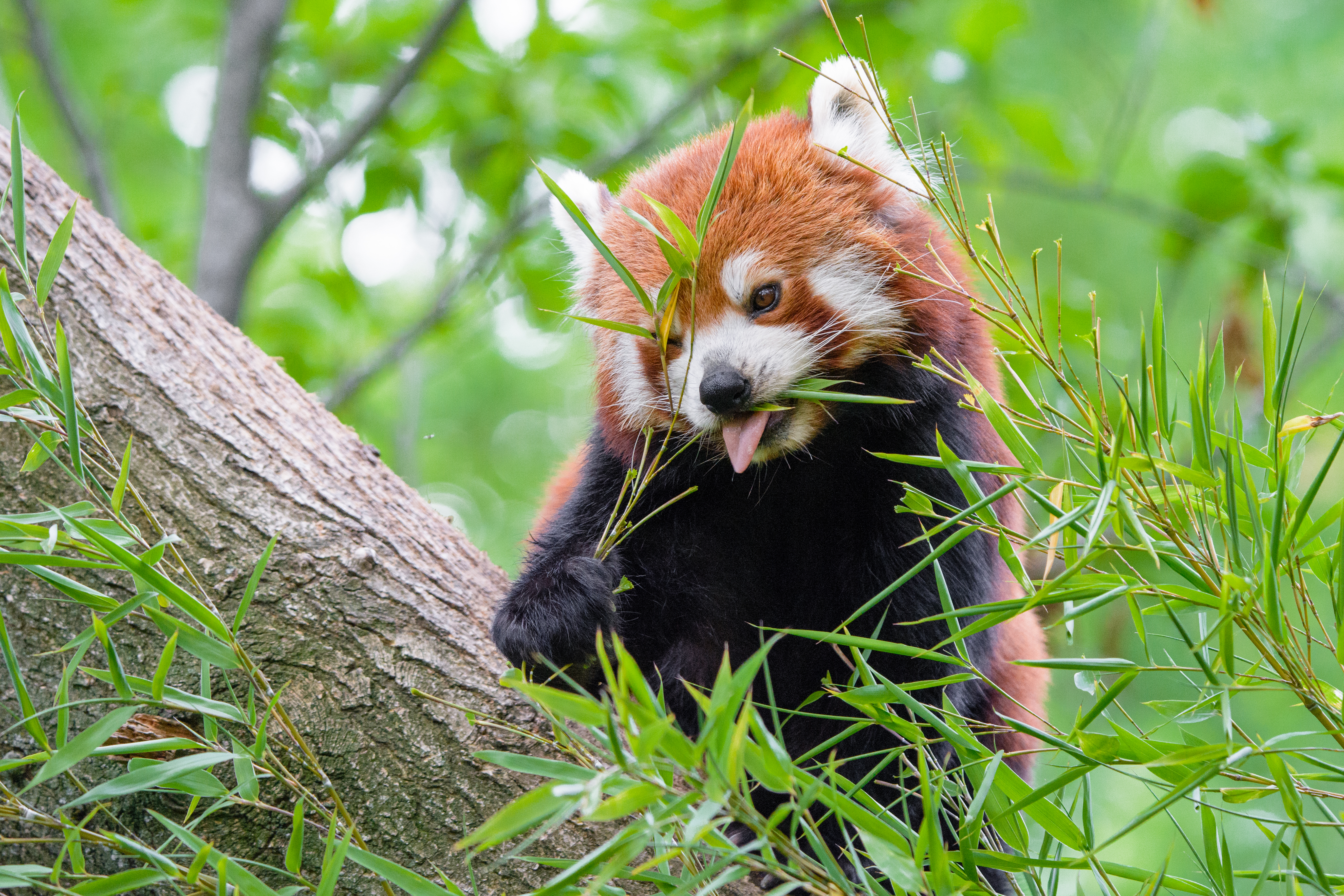 82510 Bild herunterladen roter panda, tiere, lebensmittel, hervorstehende zunge, zunge herausgeklemmt, feuriger panda, fiery panda - Hintergrundbilder und Bildschirmschoner kostenlos