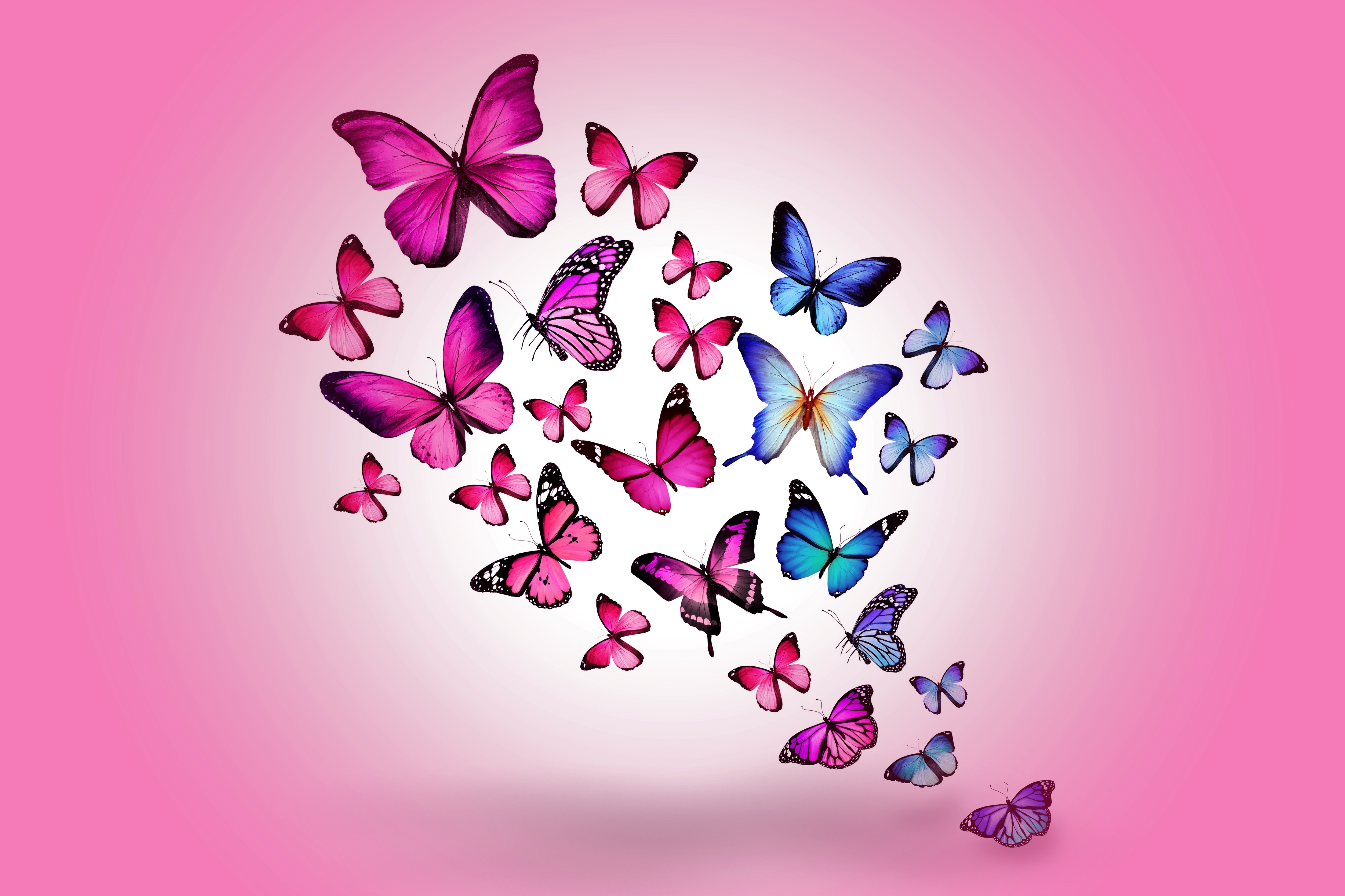 130013 baixar papel de parede borboletas, foto, rosa, fundo, desenho, miscelânea, variado, multicolorido, voar, voo, cor de rosa - protetores de tela e imagens gratuitamente