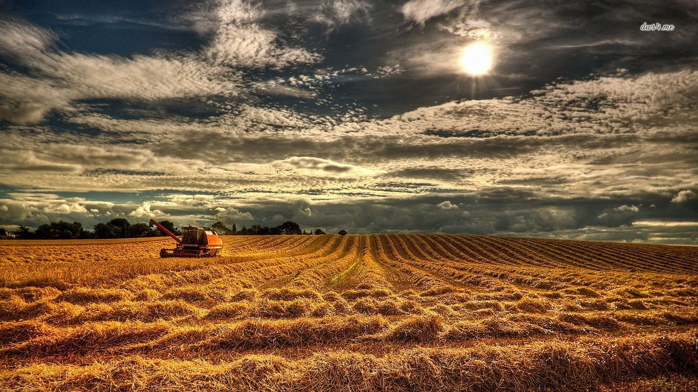 Handy-Wallpaper Feld, Erde/natur kostenlos herunterladen.