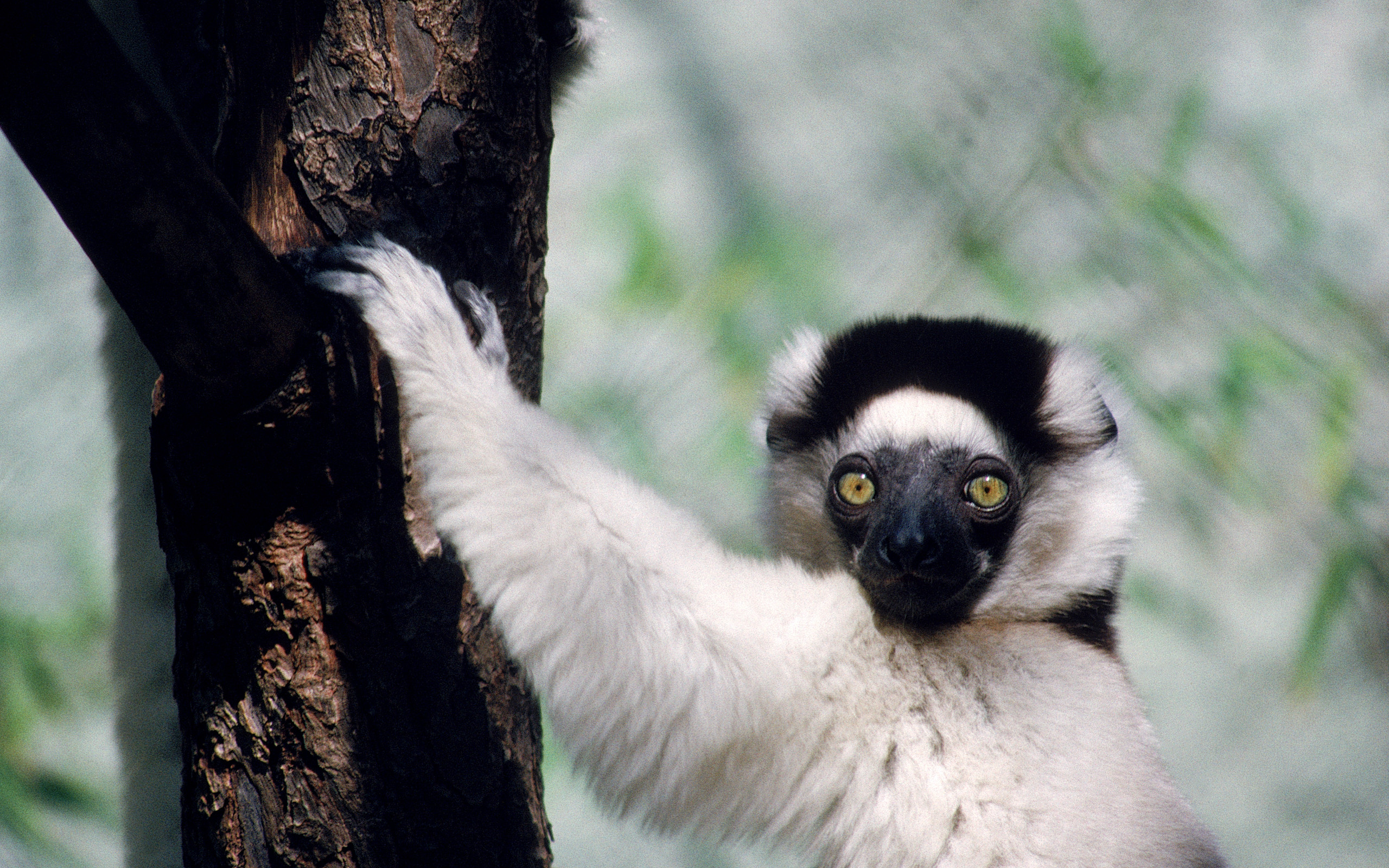 animal, lemur, monkeys Free Stock Photo