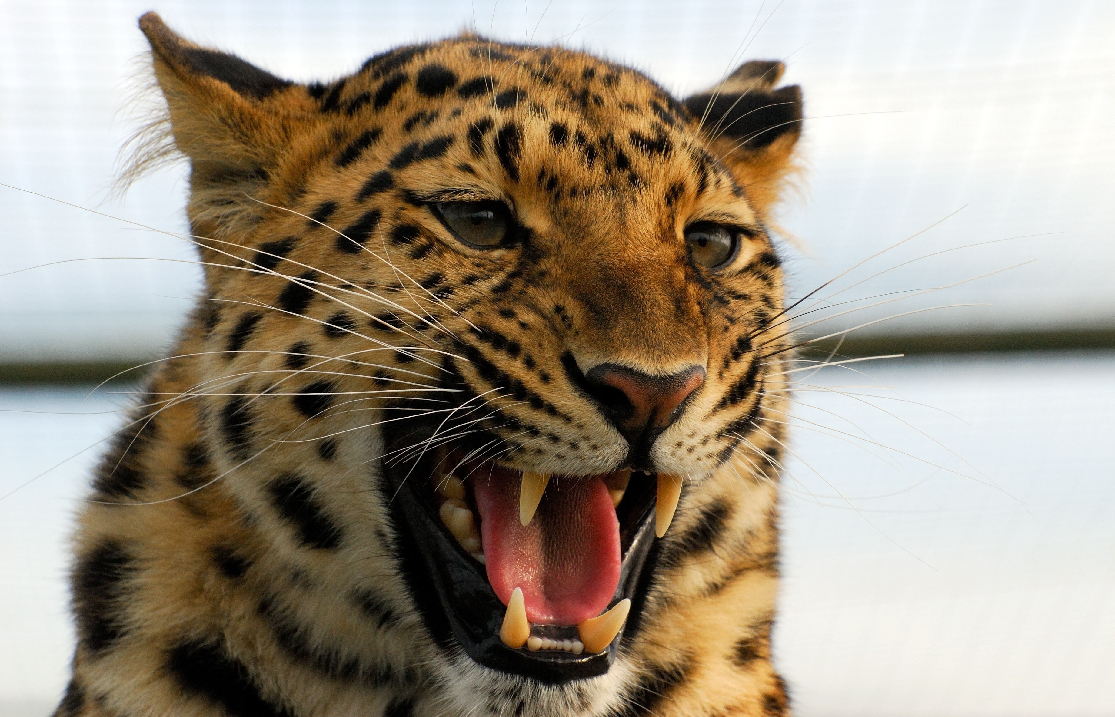 157669 descargar fondo de pantalla depredador, animales, leopardo, agresión, sonrisa, gato grande: protectores de pantalla e imágenes gratis