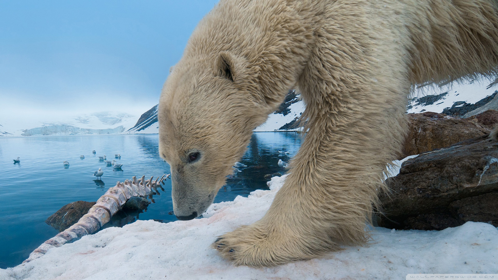 Baixar papel de parede para celular de Ursos, Urso Polar, Urso, Gelo, Animais gratuito.