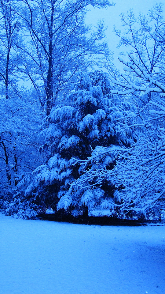 Скачать картинку Зима, Снег, Лес, Дерево, Синий, Земля/природа в телефон бесплатно.
