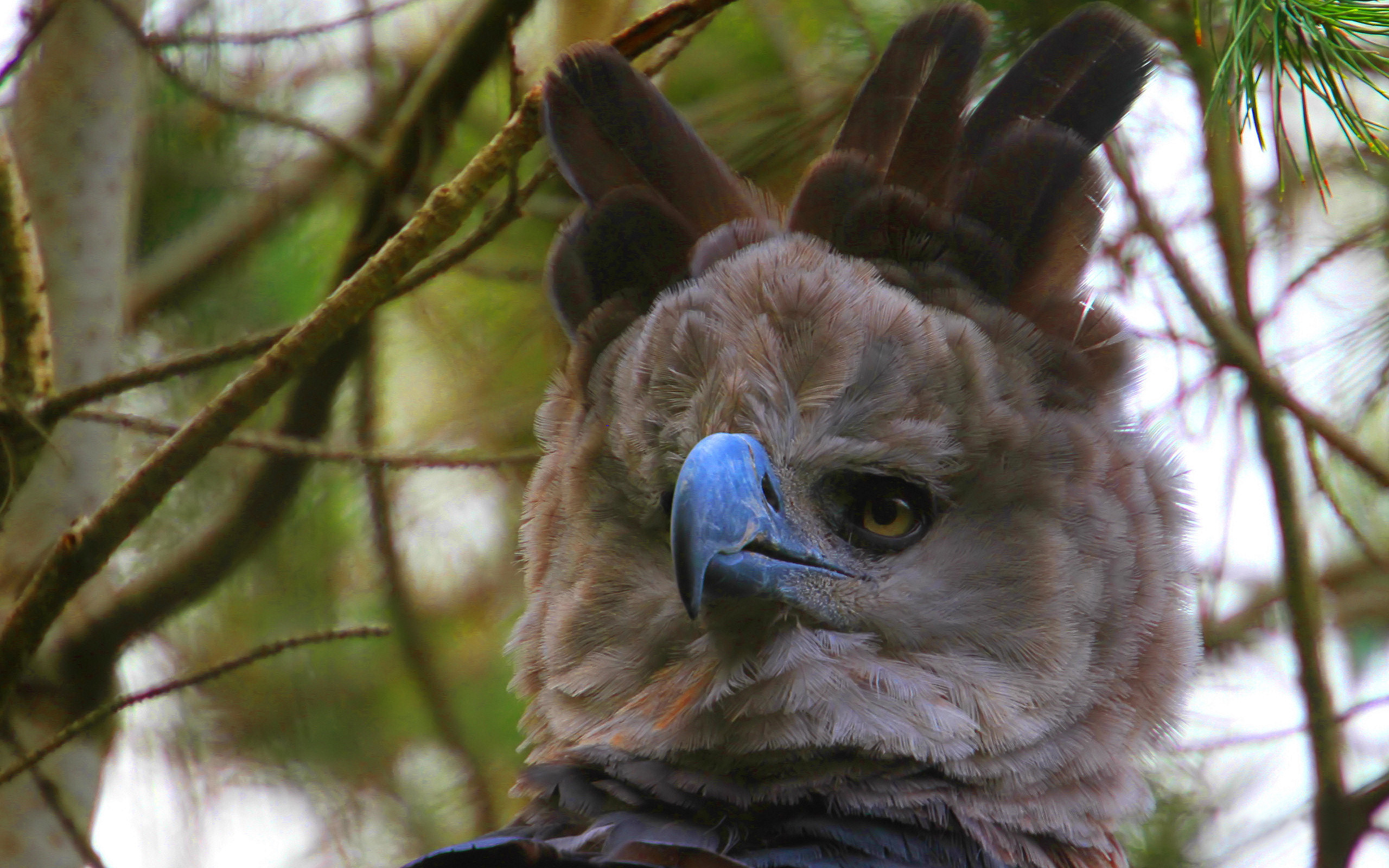 Laden Sie das Vogel, Vögel, Tiere-Bild kostenlos auf Ihren PC-Desktop herunter