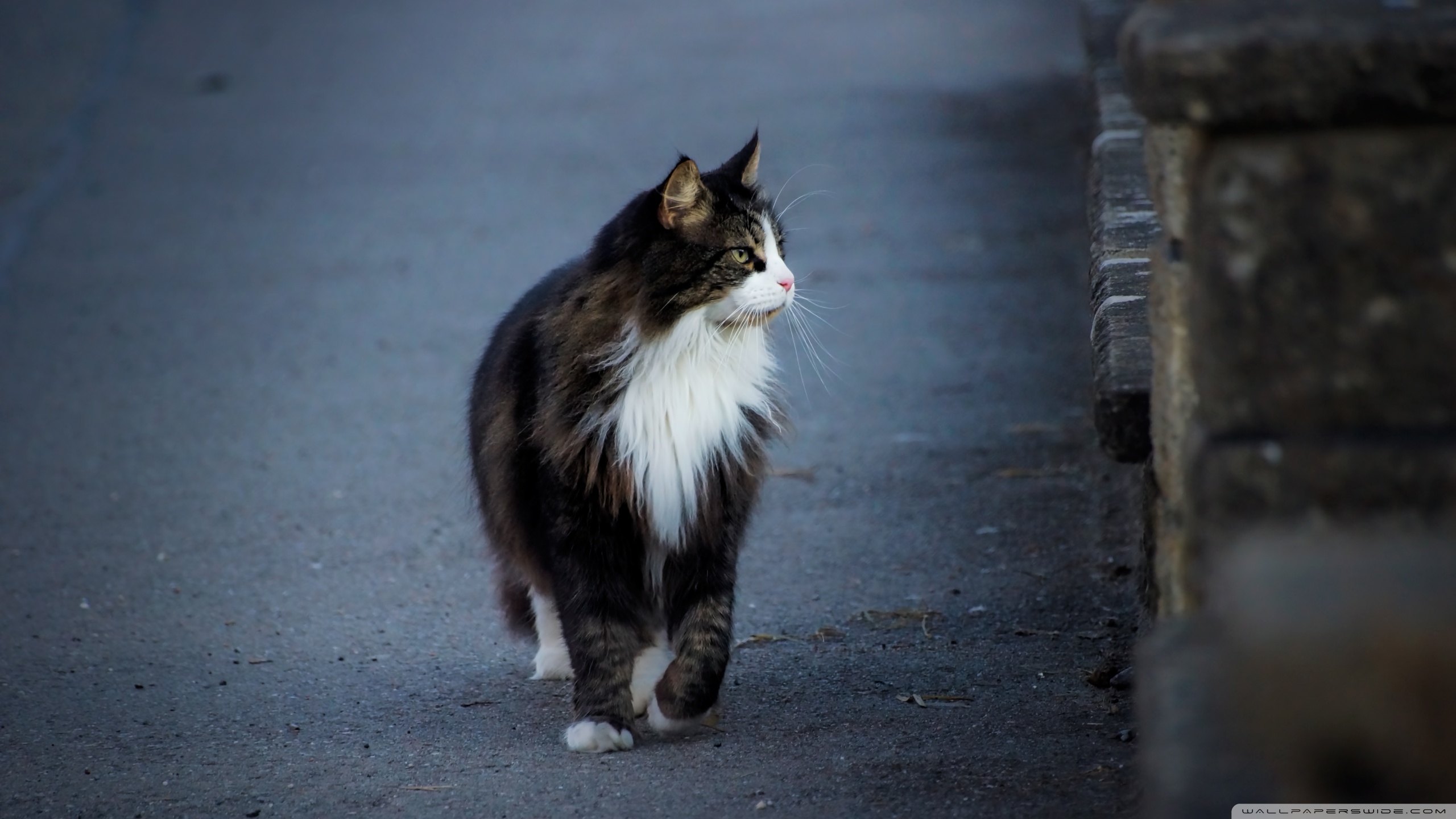 Handy-Wallpaper Tiere, Katzen, Katze kostenlos herunterladen.