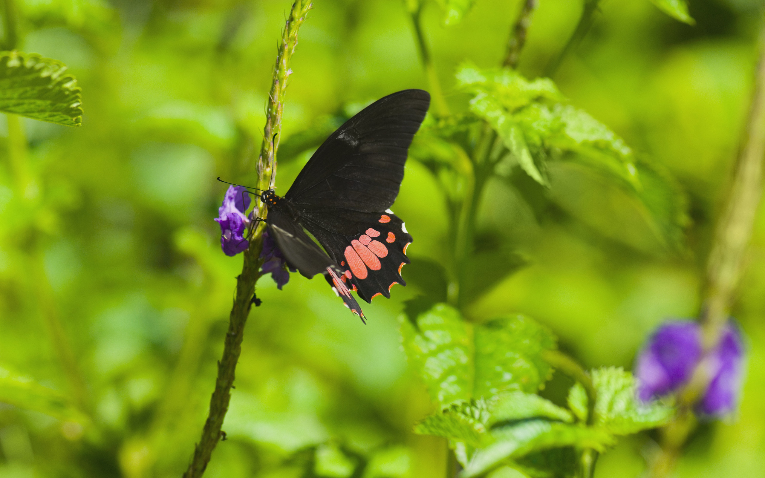 Descarga gratuita de fondo de pantalla para móvil de Animales, Mariposa.