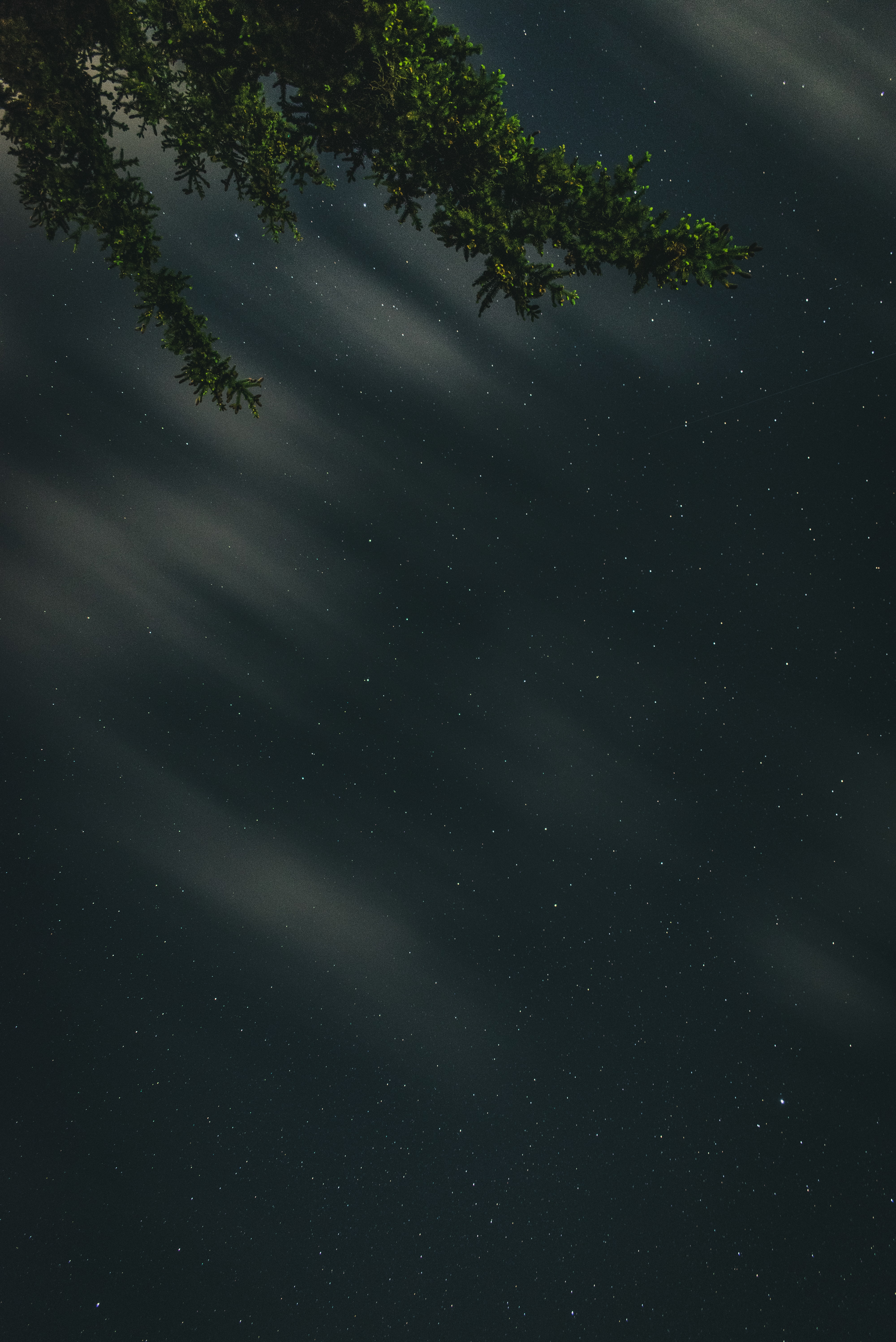 night, nature, stars, starry sky, branches Smartphone Background