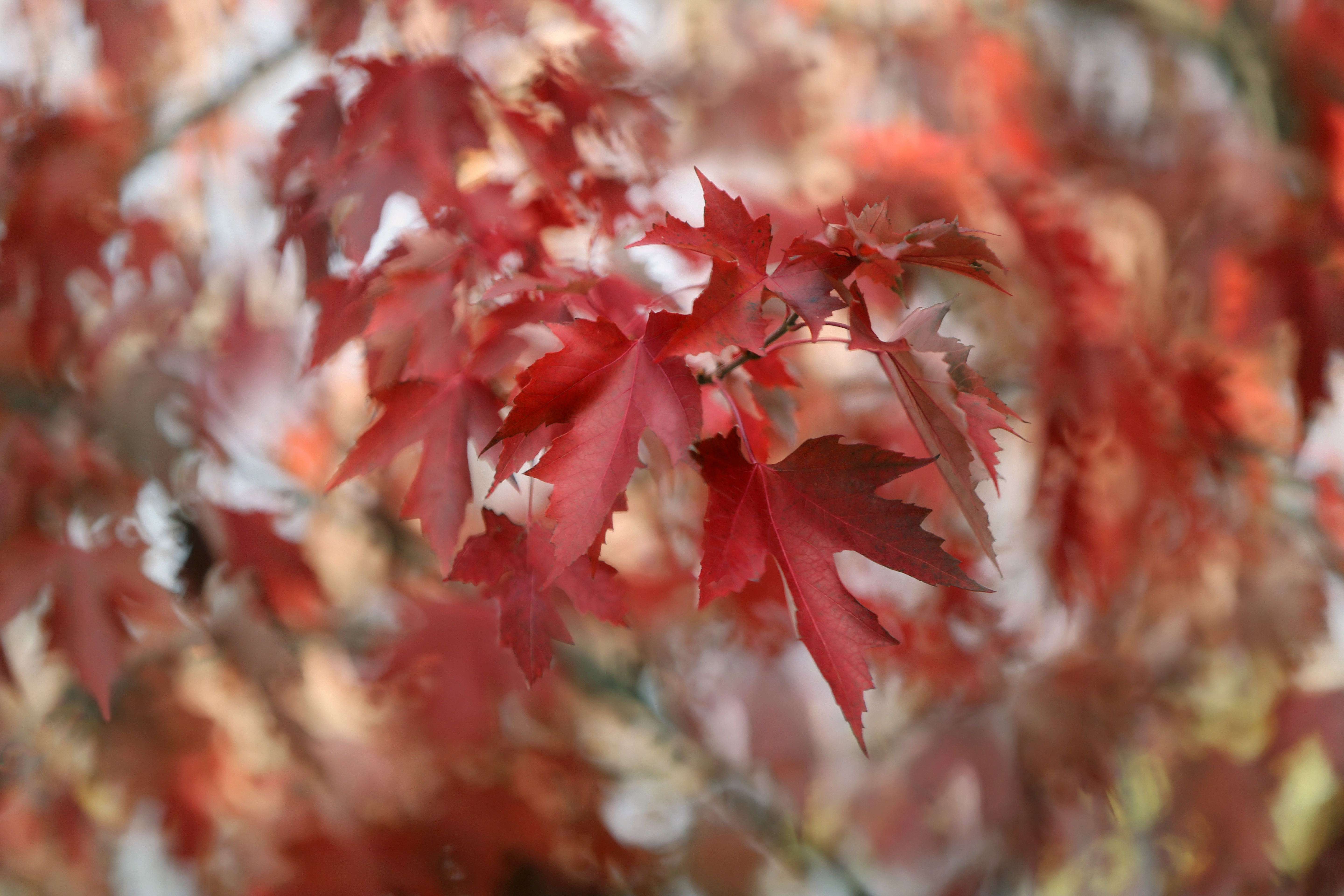 Free download wallpaper Nature, Leaf, Fall, Earth, Bokeh, Maple Leaf on your PC desktop