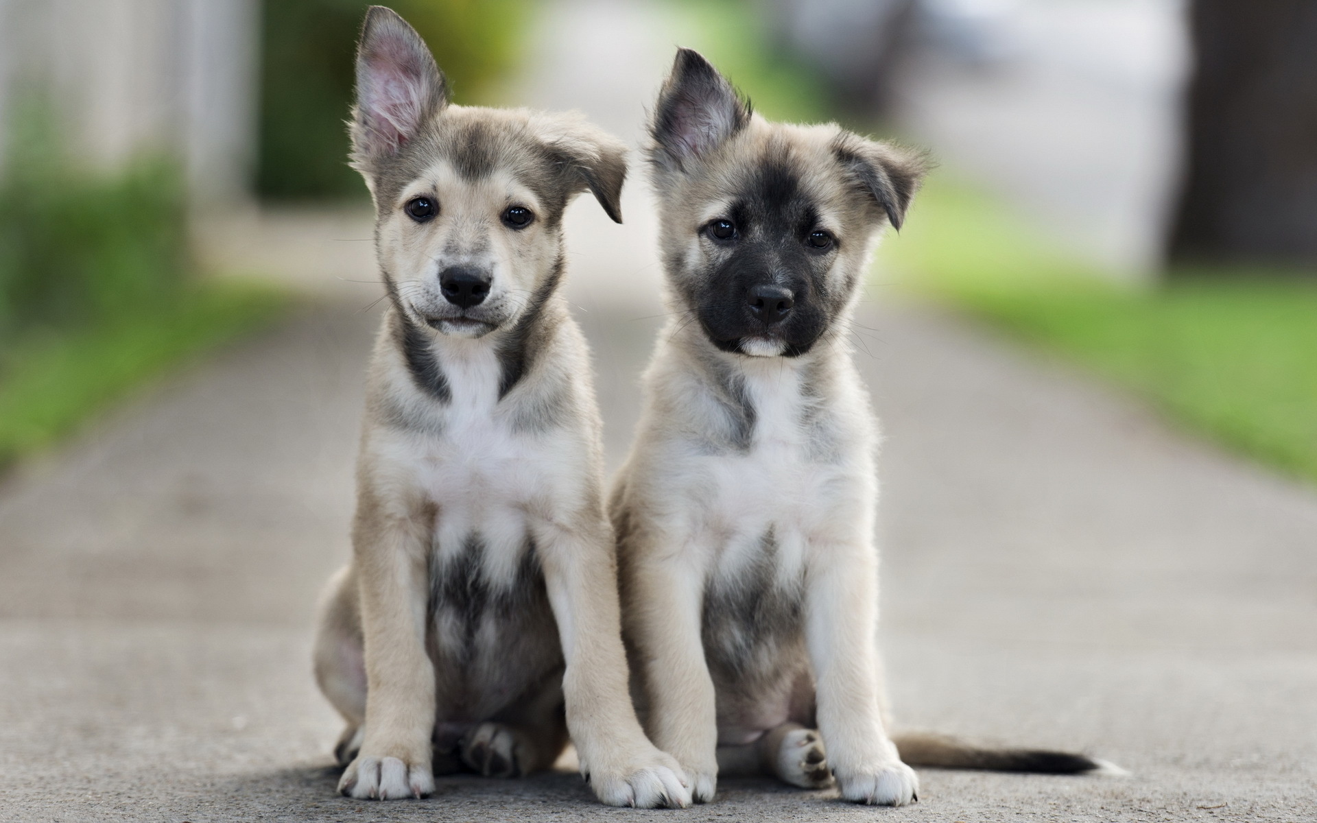 Laden Sie das Tiere, Hunde, Hund, Süß, Welpen, Tierbaby, Tiefenschärfe-Bild kostenlos auf Ihren PC-Desktop herunter