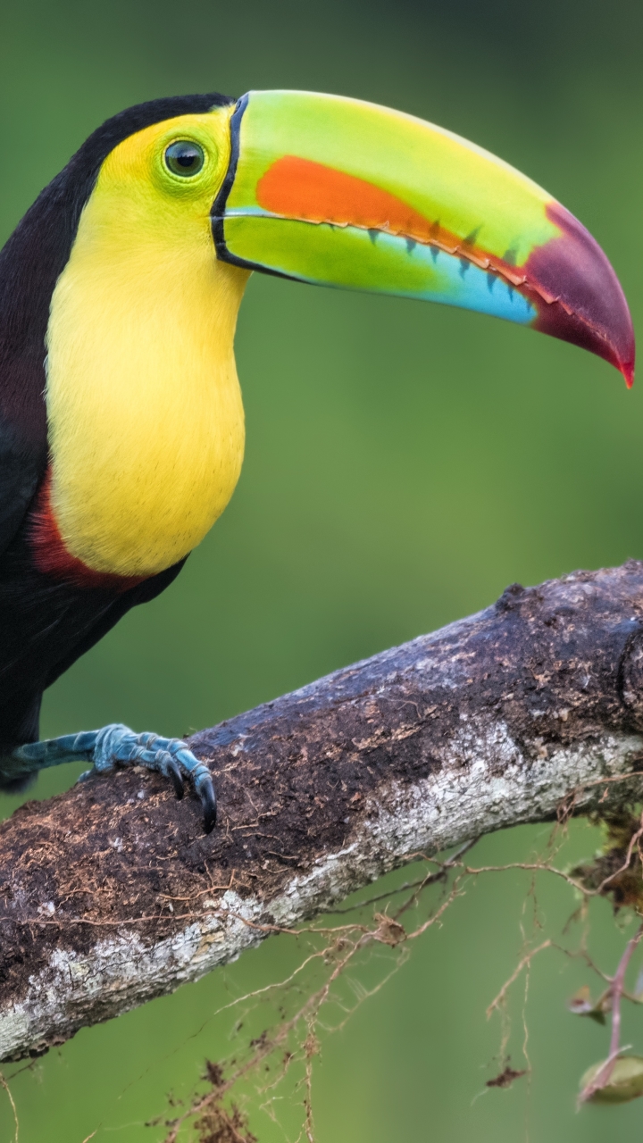 Download mobile wallpaper Birds, Bird, Beak, Animal, Toucan for free.