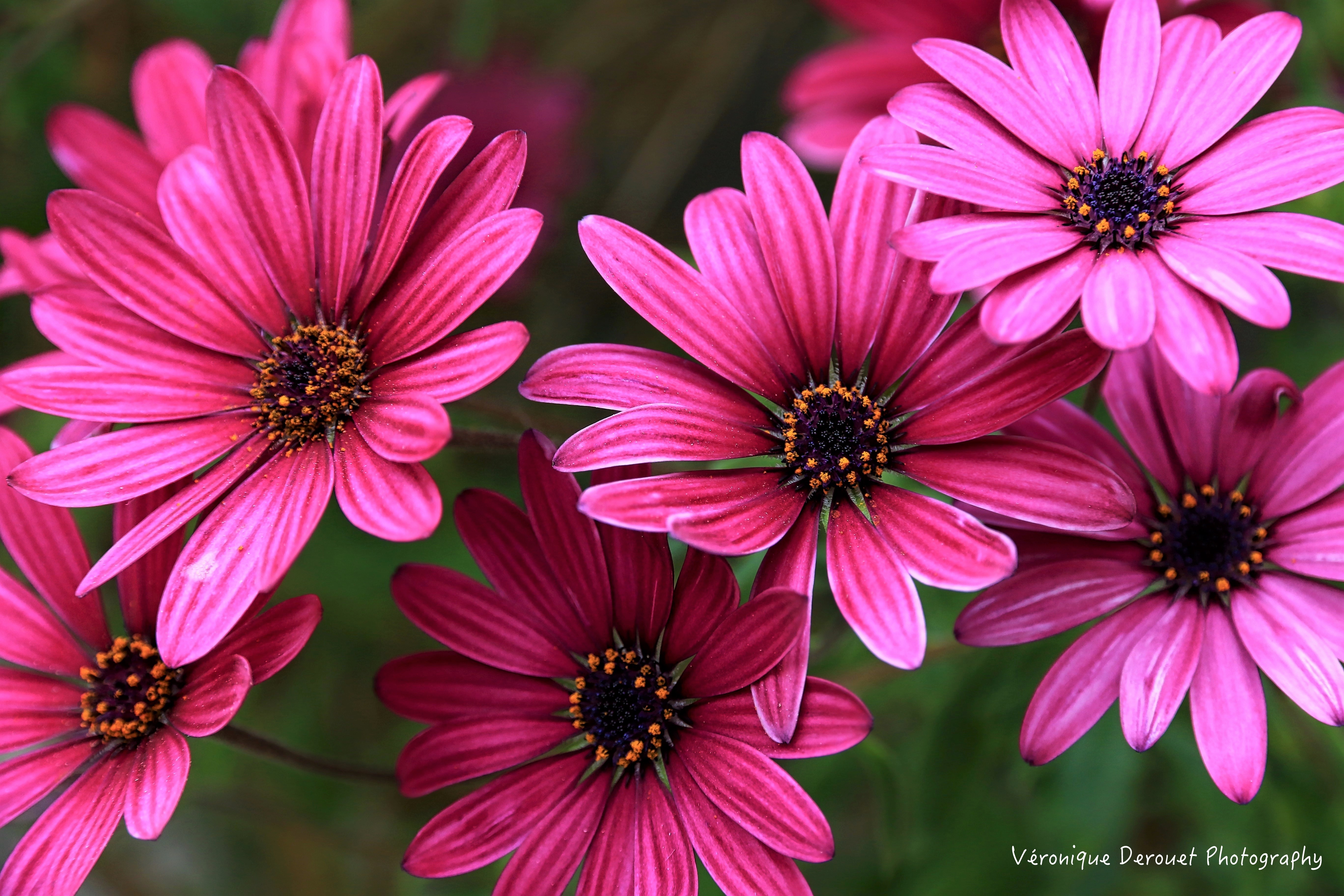 Free download wallpaper Flower, Earth, Daisy, African Daisy, Pink Flower on your PC desktop