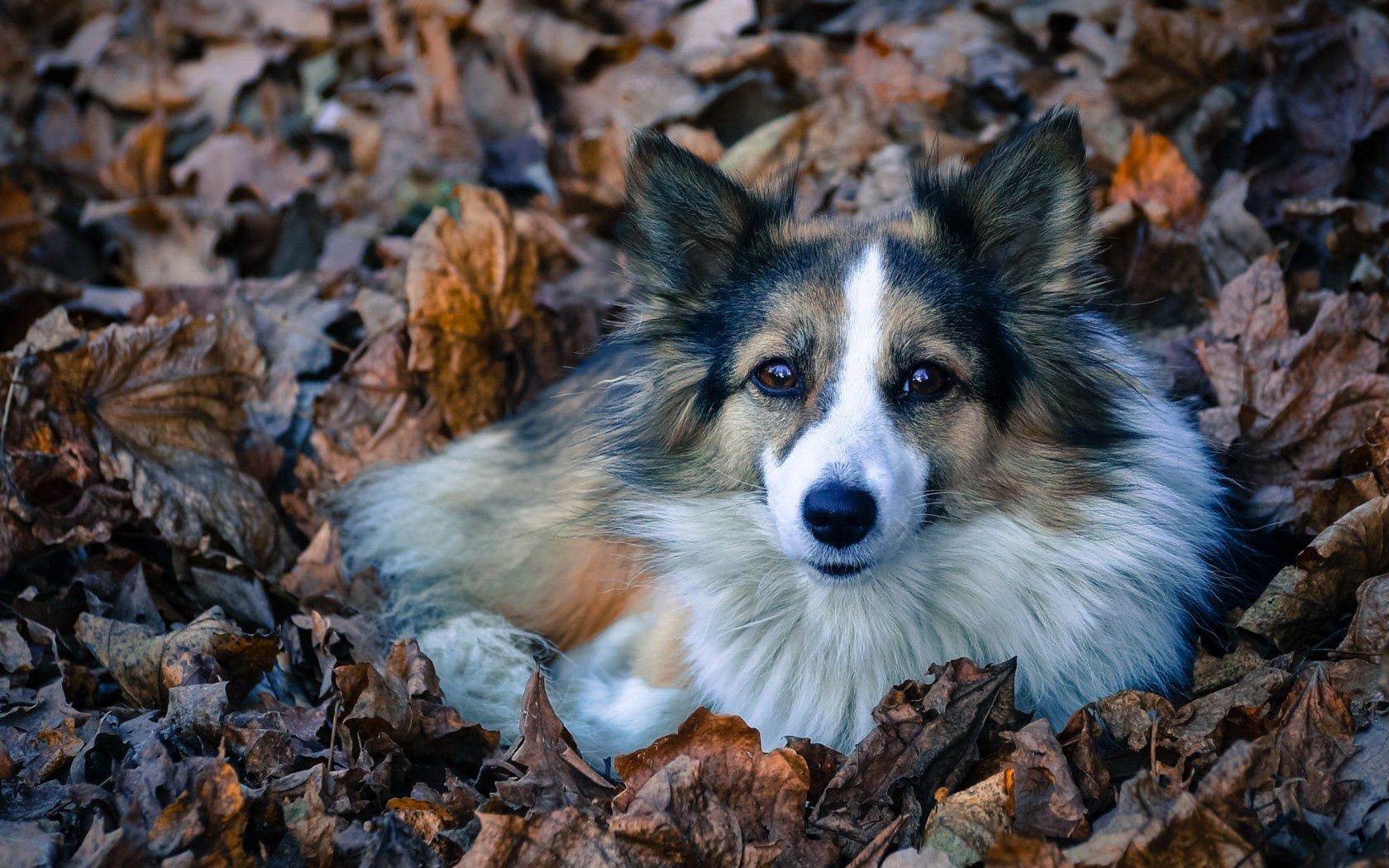 Handy-Wallpaper Hund, Tiere, Flauschige, Laub kostenlos herunterladen.