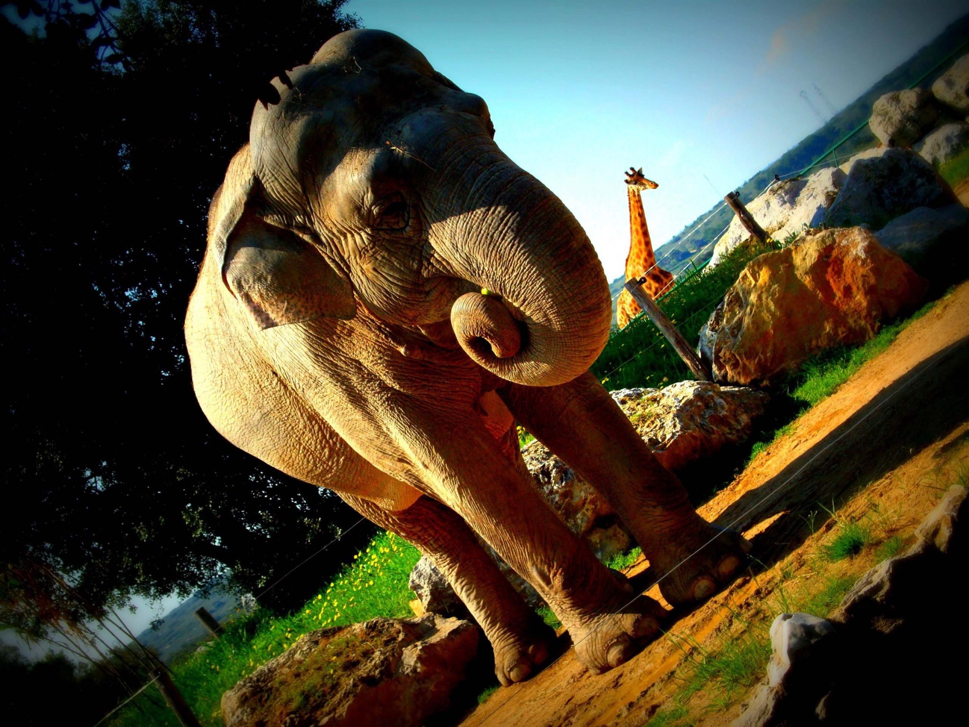 244814 descargar imagen animales, elefante asiático, elefantes: fondos de pantalla y protectores de pantalla gratis
