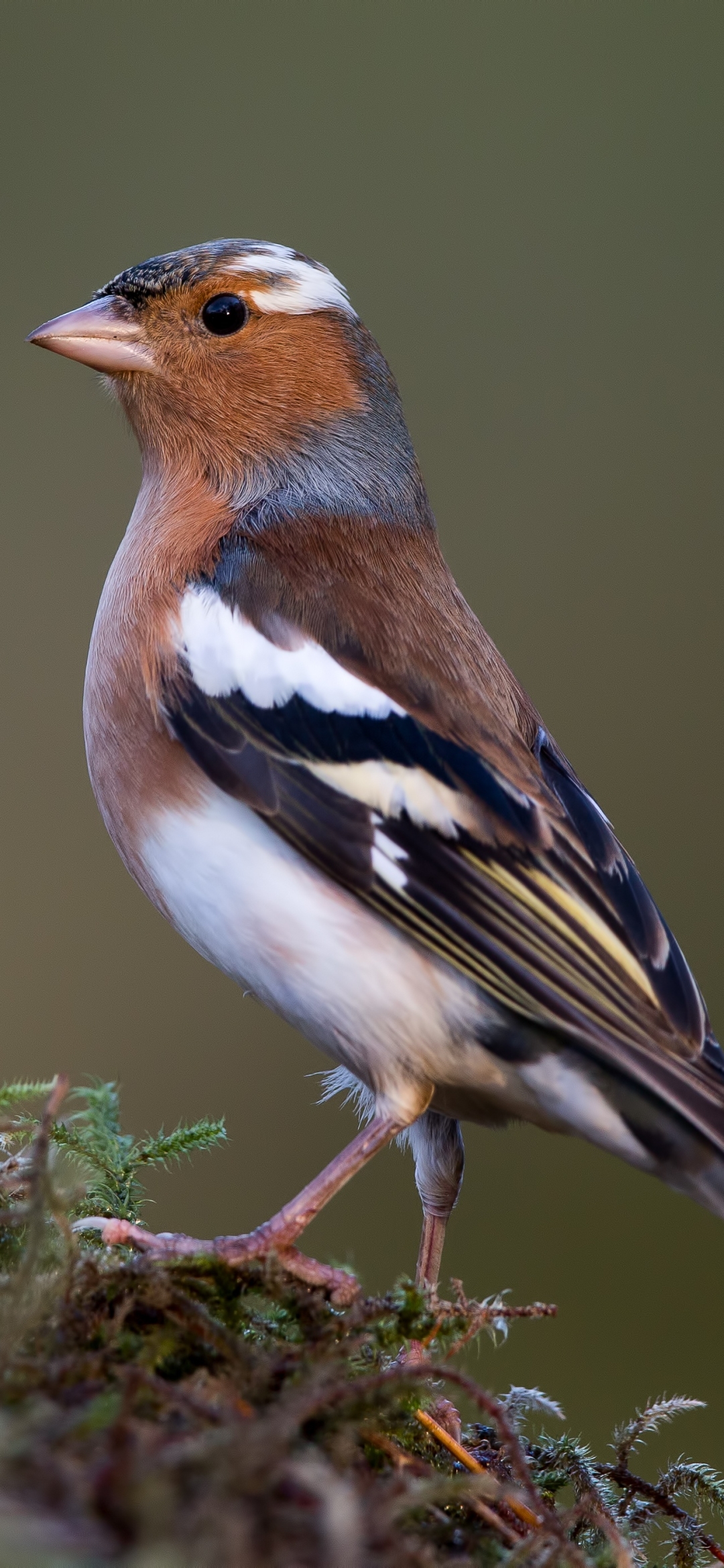 Download mobile wallpaper Birds, Bird, Animal, Finch, Chaffinch, Passerine for free.