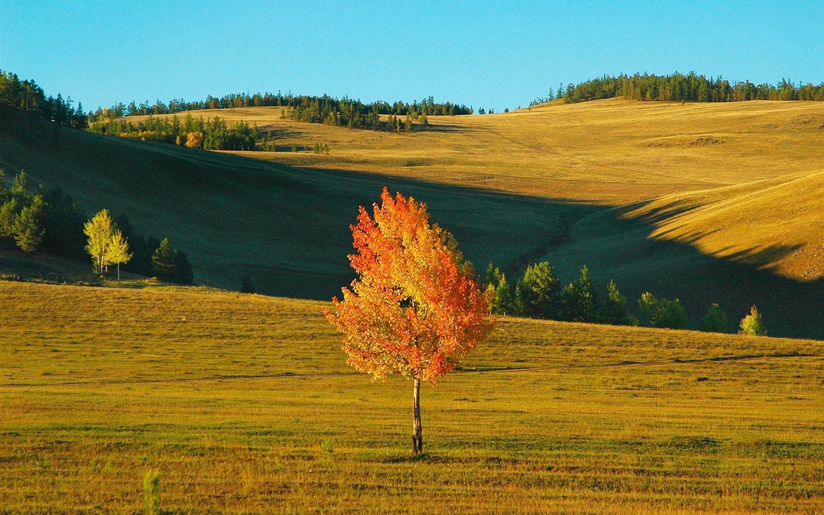 autumn, yellow, nature, field, shadows, siberia, birch HD wallpaper