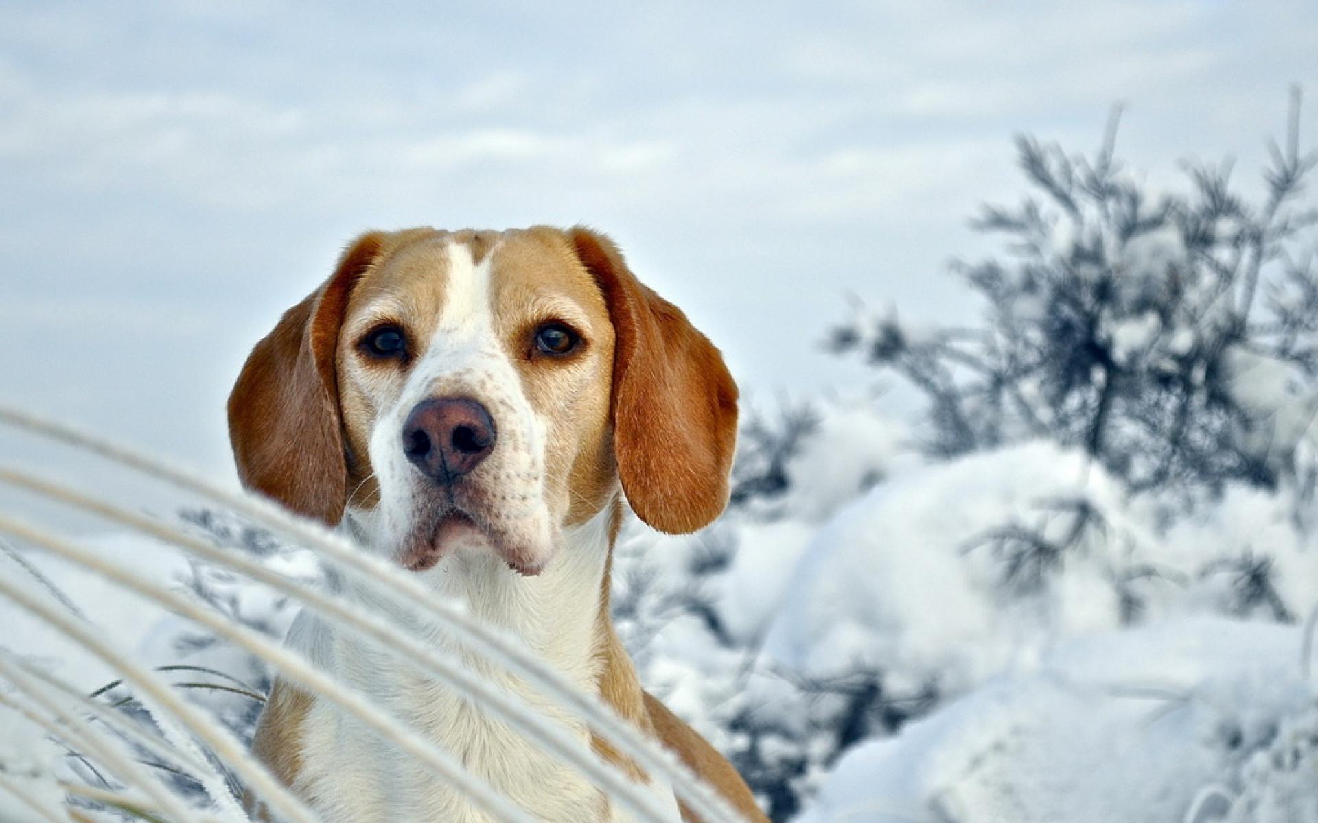 Baixar papel de parede para celular de Animais, Cães, Beagle gratuito.