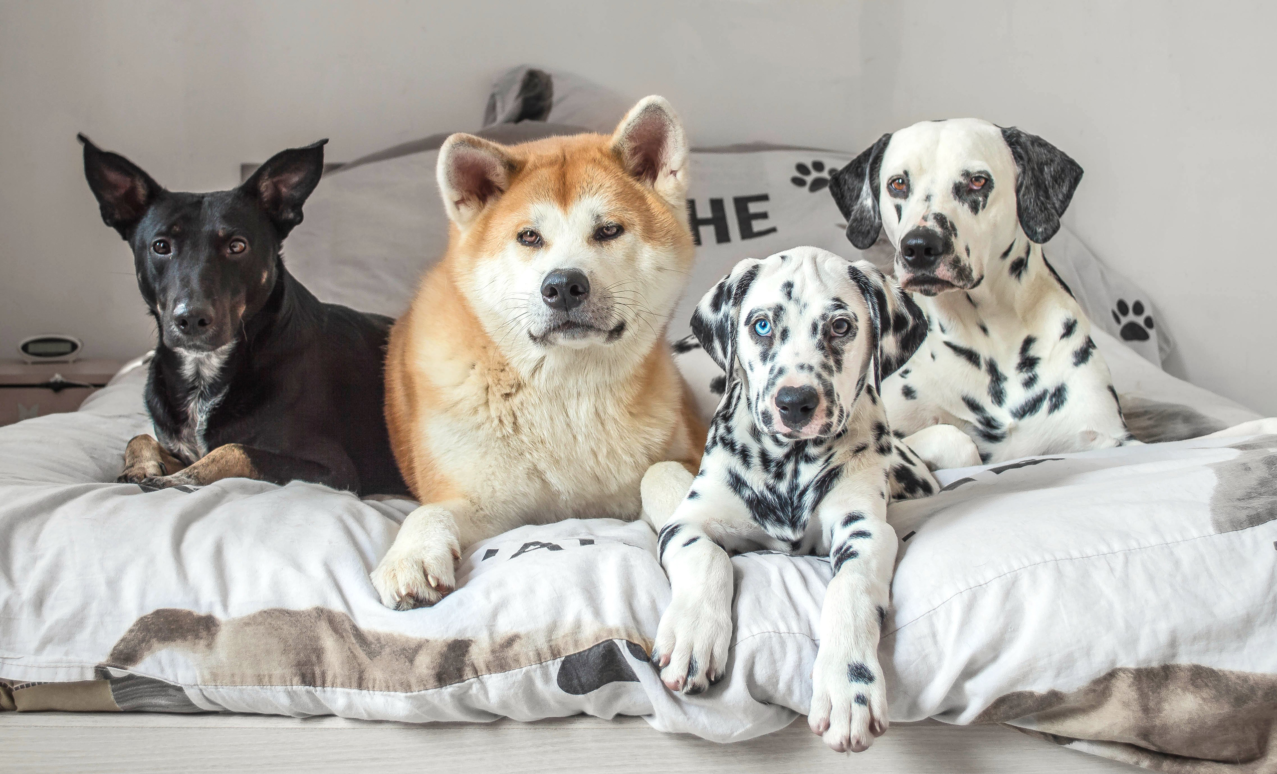 animal, dog, akita, dalmatian, dogs