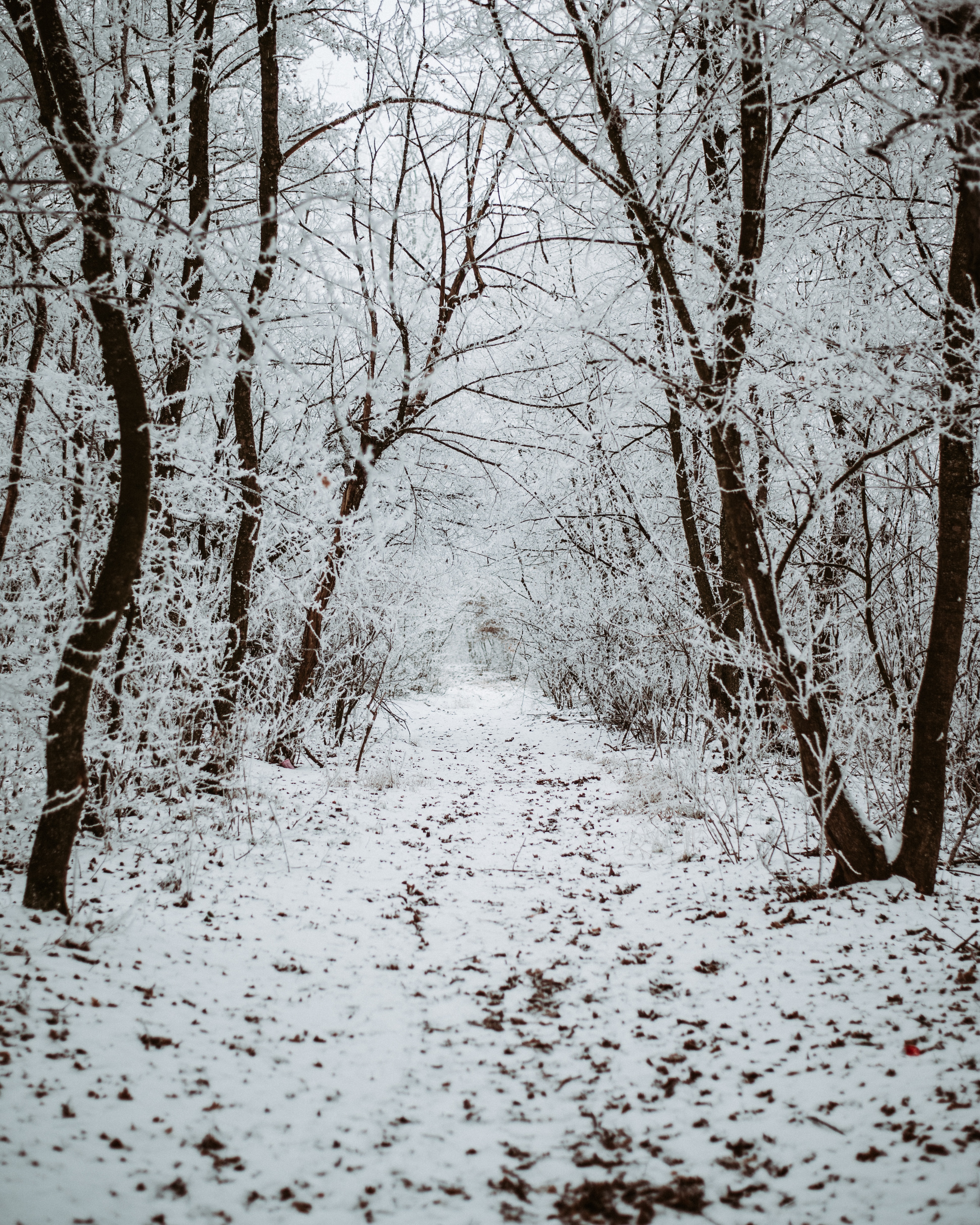 winter, nature, trees, snow, forest, track Full HD