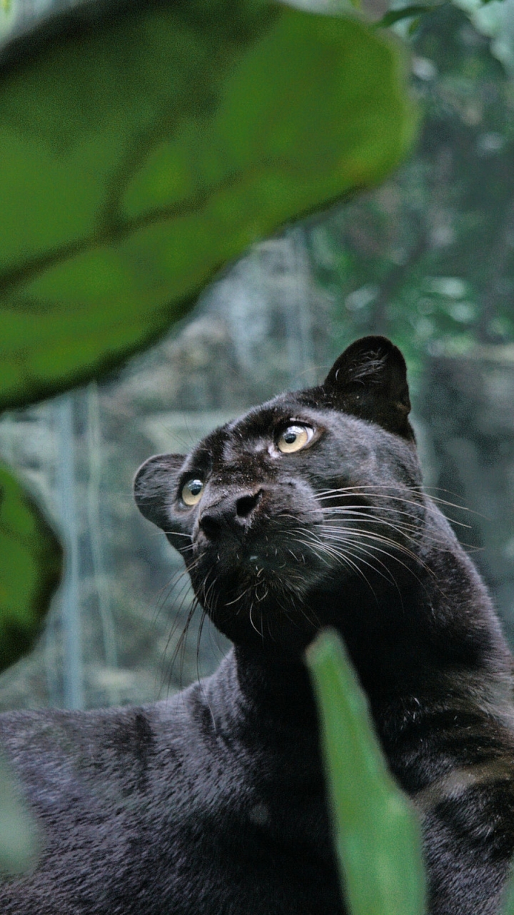 Descarga gratuita de fondo de pantalla para móvil de Pantera Negra, Gatos, Animales.