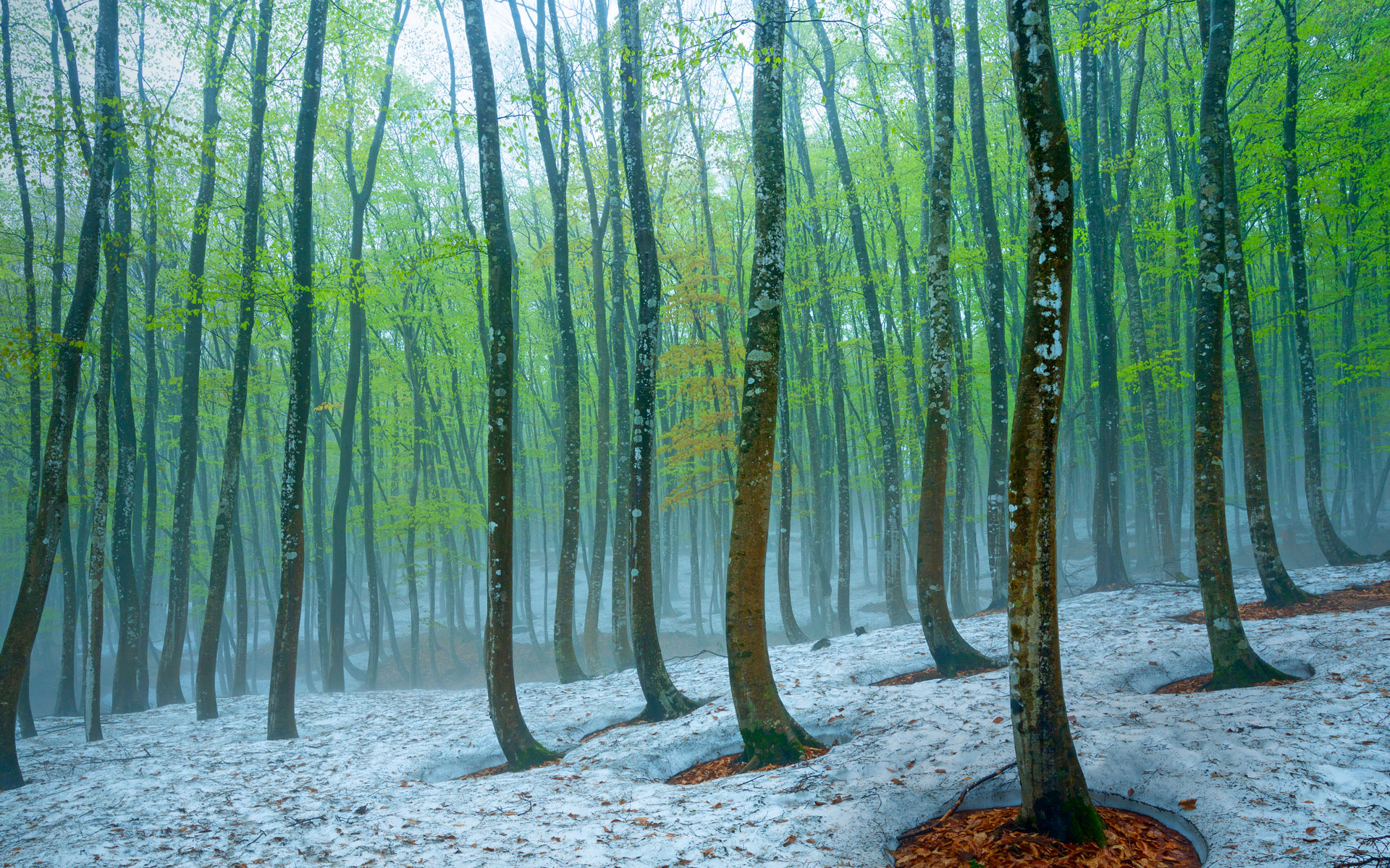 Baixar papel de parede para celular de Inverno, Natureza, Neve, Floresta, Árvore, Japão, Terra/natureza, Neblina gratuito.