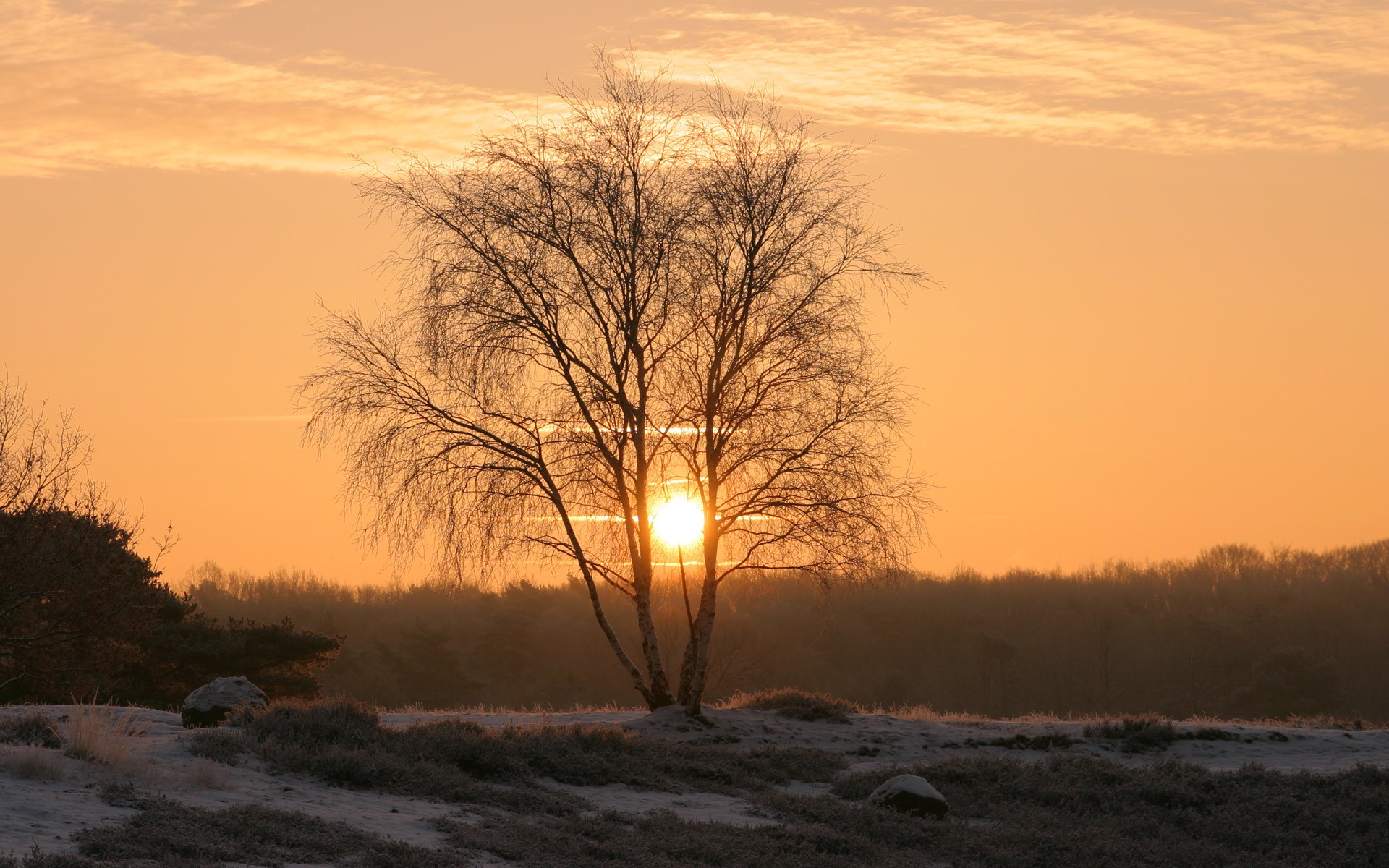Free download wallpaper Winter, Sun, Snow, Tree, Fog, Sunrise, Earth on your PC desktop
