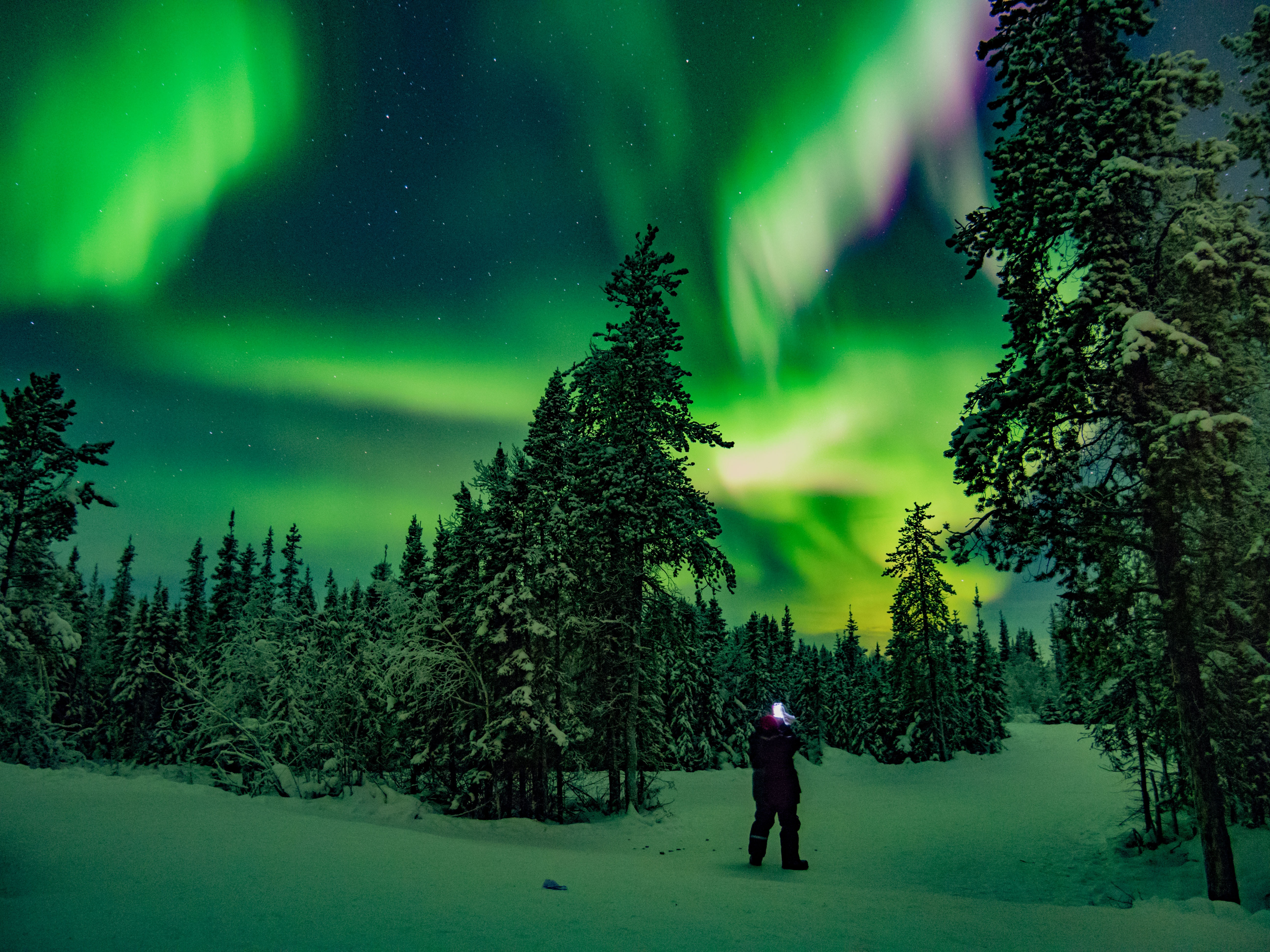 119879 Bild herunterladen winter, natur, übernachtung, silhouette, wald, nordlichter, aurora borealis, norden - Hintergrundbilder und Bildschirmschoner kostenlos