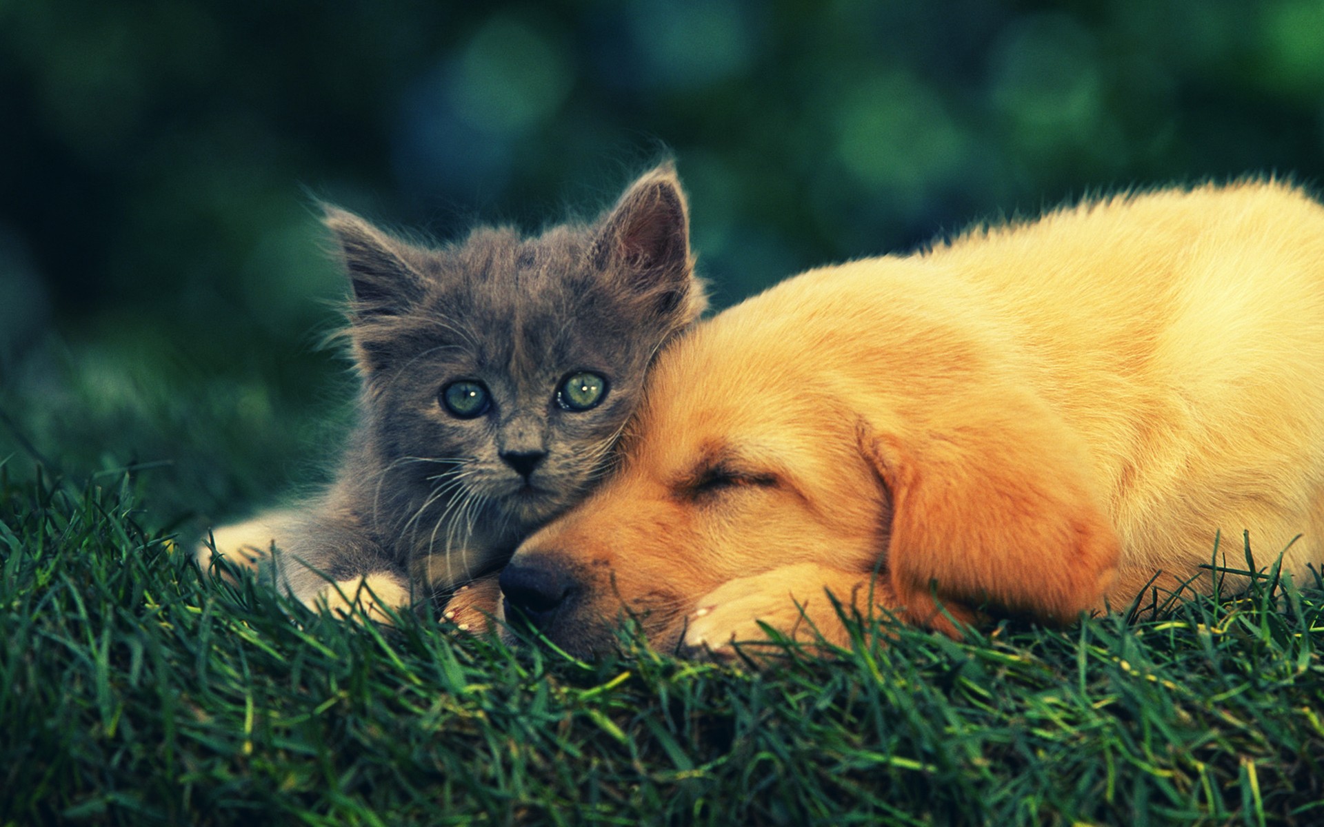 Descarga gratis la imagen Animales, Amor, Gato, Gatito, Perro, Lindo, Cachorro, Césped, Perro Y Gato en el escritorio de tu PC