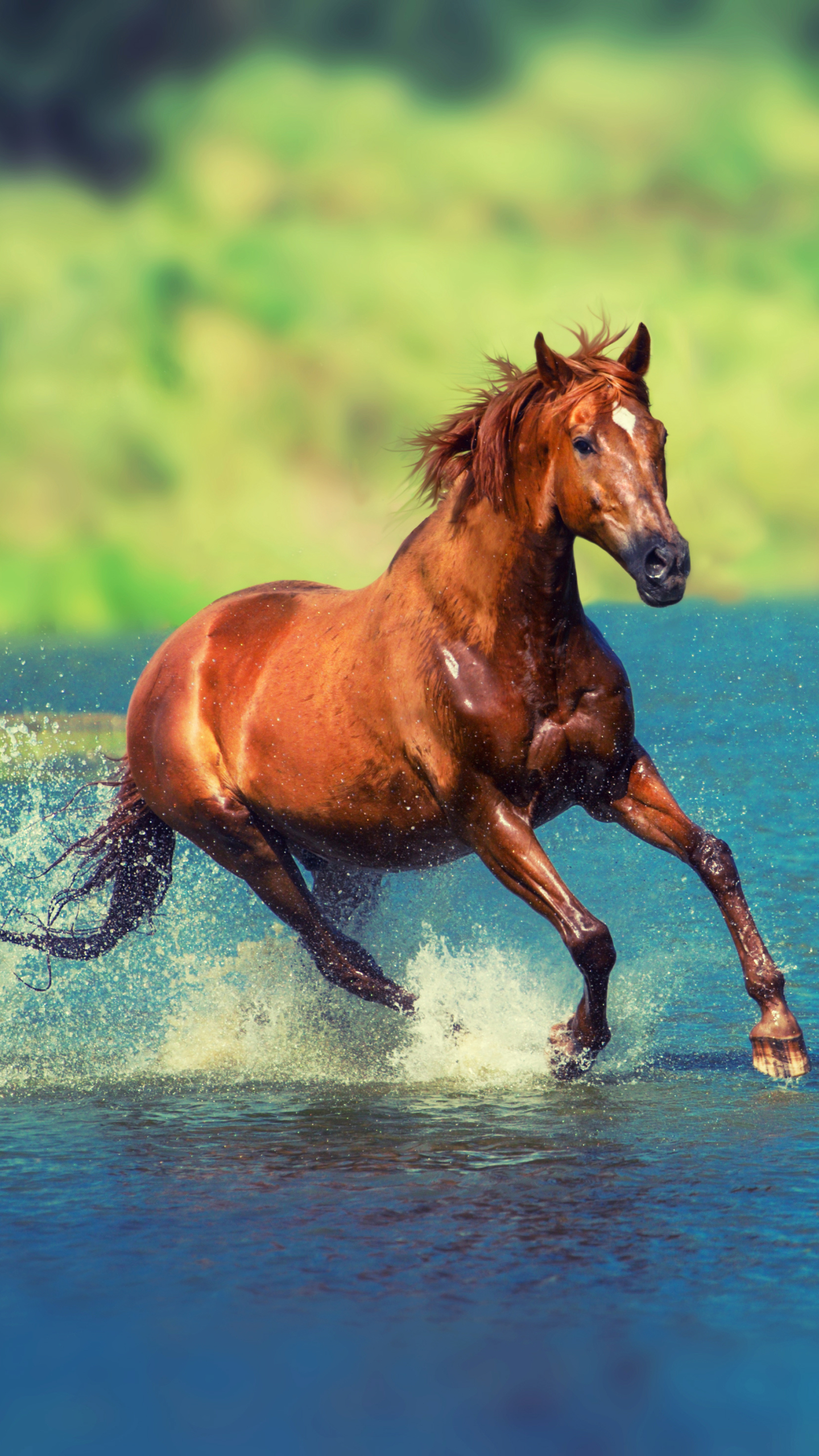 Descarga gratuita de fondo de pantalla para móvil de Animales, Caballo.