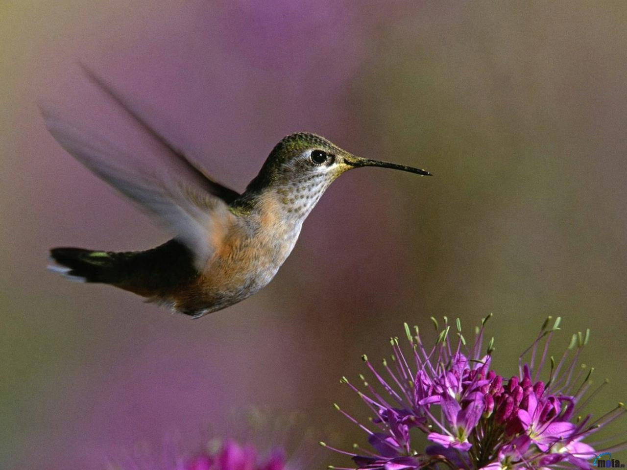 1438589 descargar fondo de pantalla animales, colibrí, pájaro: protectores de pantalla e imágenes gratis